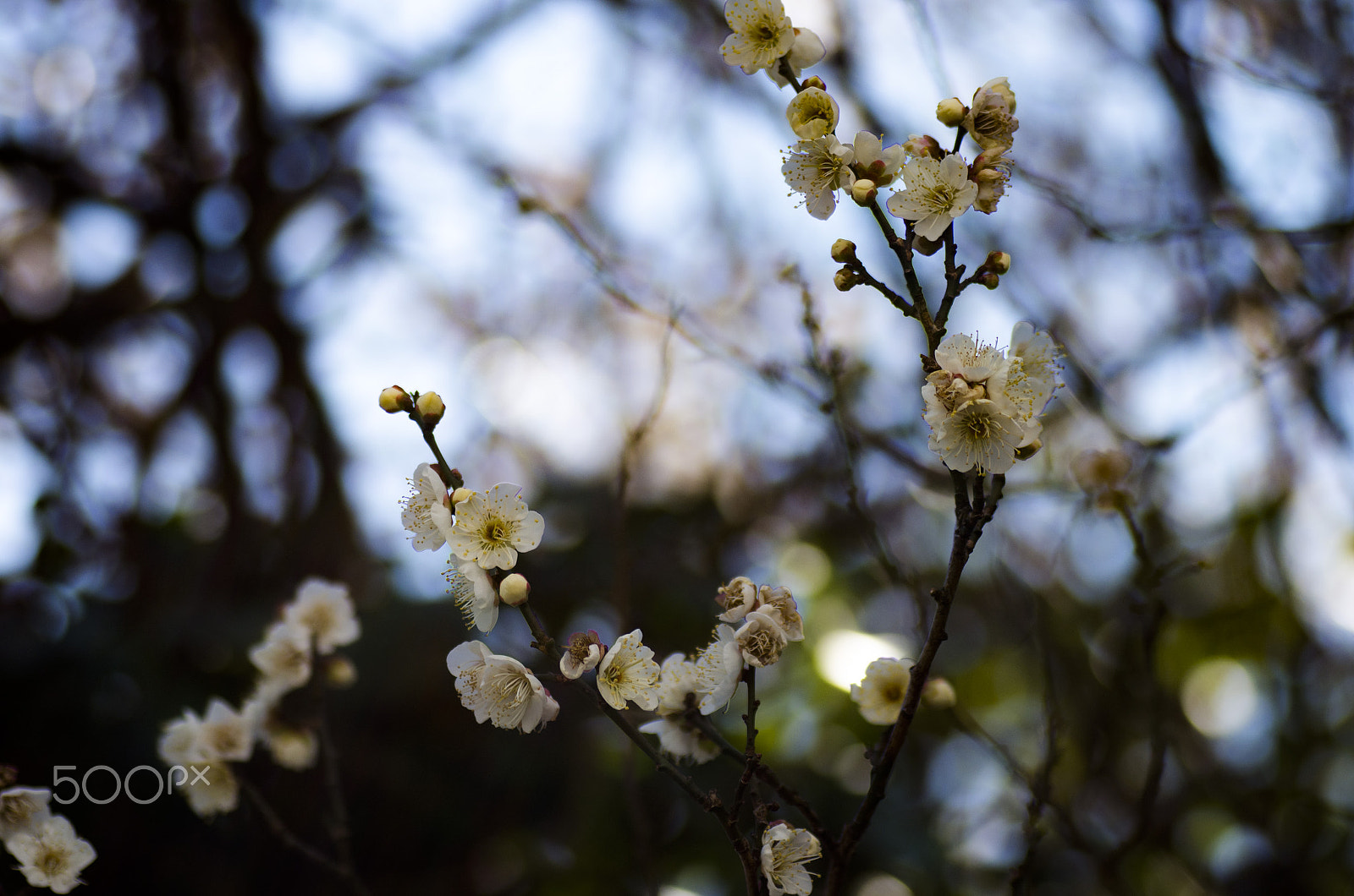 Tamron SP AF 90mm F2.8 Di Macro sample photo. Welcome spring photography