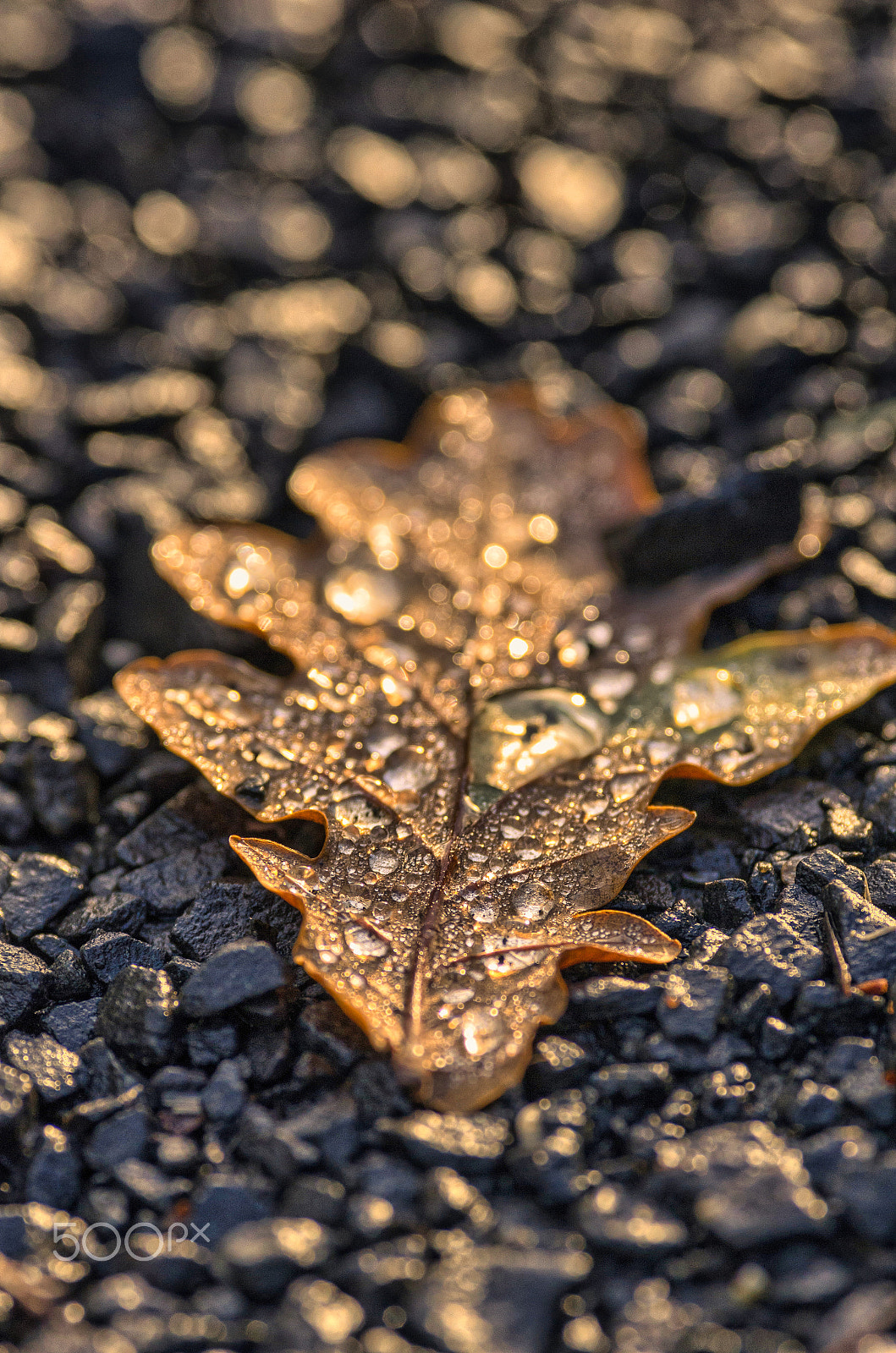 Pentax smc DA* 300mm F4.0 ED (IF) SDM sample photo. Droplets photography