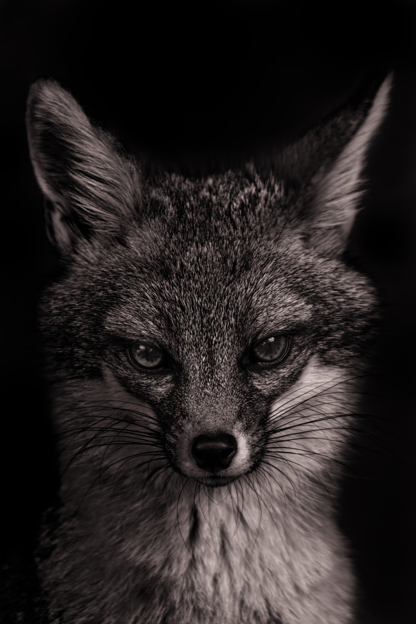 Tamron SP 150-600mm F5-6.3 Di VC USD sample photo. Gray fox photography