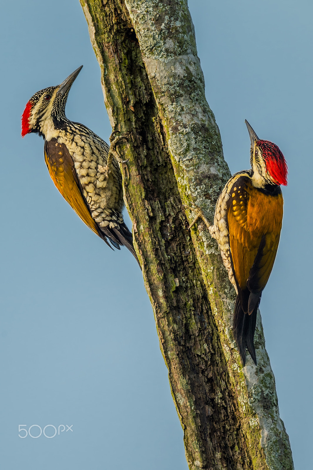 Nikon D4 + Sigma 24-60mm F2.8 EX DG sample photo. Lesser goldenback woodpecker photography