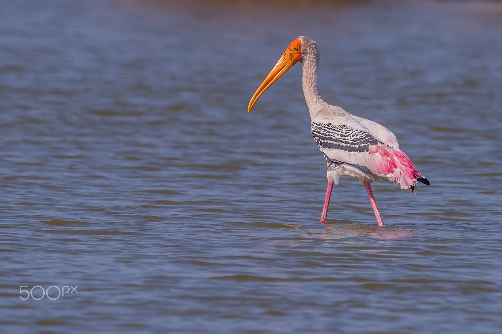 Nikon D4 + Sigma 24-60mm F2.8 EX DG sample photo. Painted stork photography