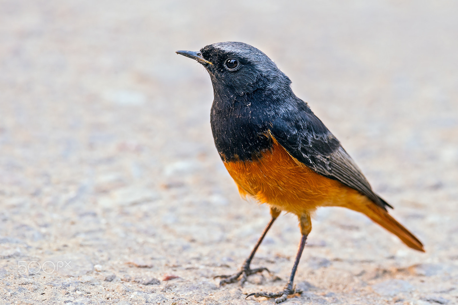 Nikon D4 + Sigma 24-60mm F2.8 EX DG sample photo. Black redstart ( male ) photography