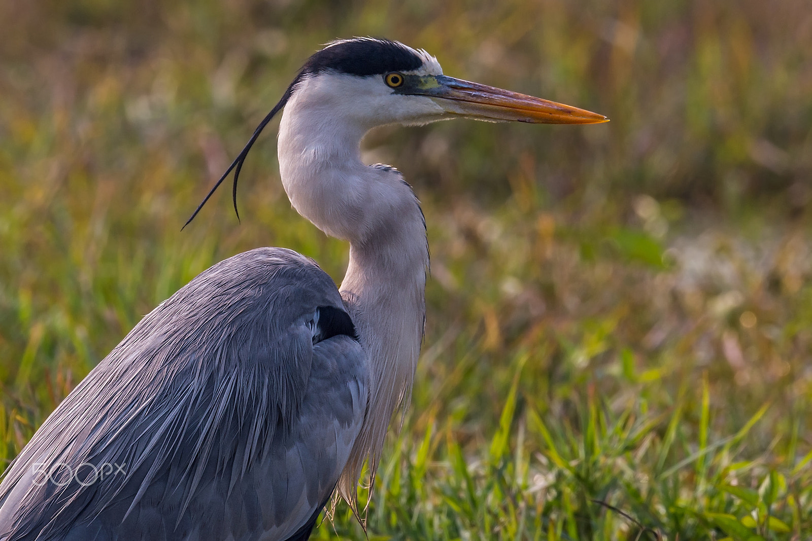 Nikon D4 + Sigma 24-60mm F2.8 EX DG sample photo. Grey heron photography