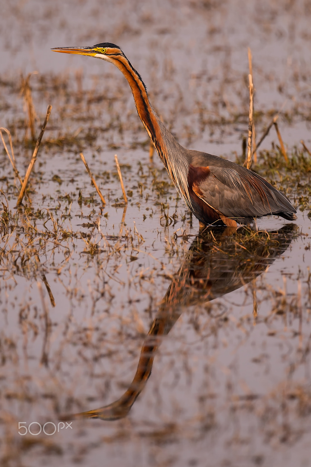 Nikon D4 + Sigma 24-60mm F2.8 EX DG sample photo. Purple heron photography