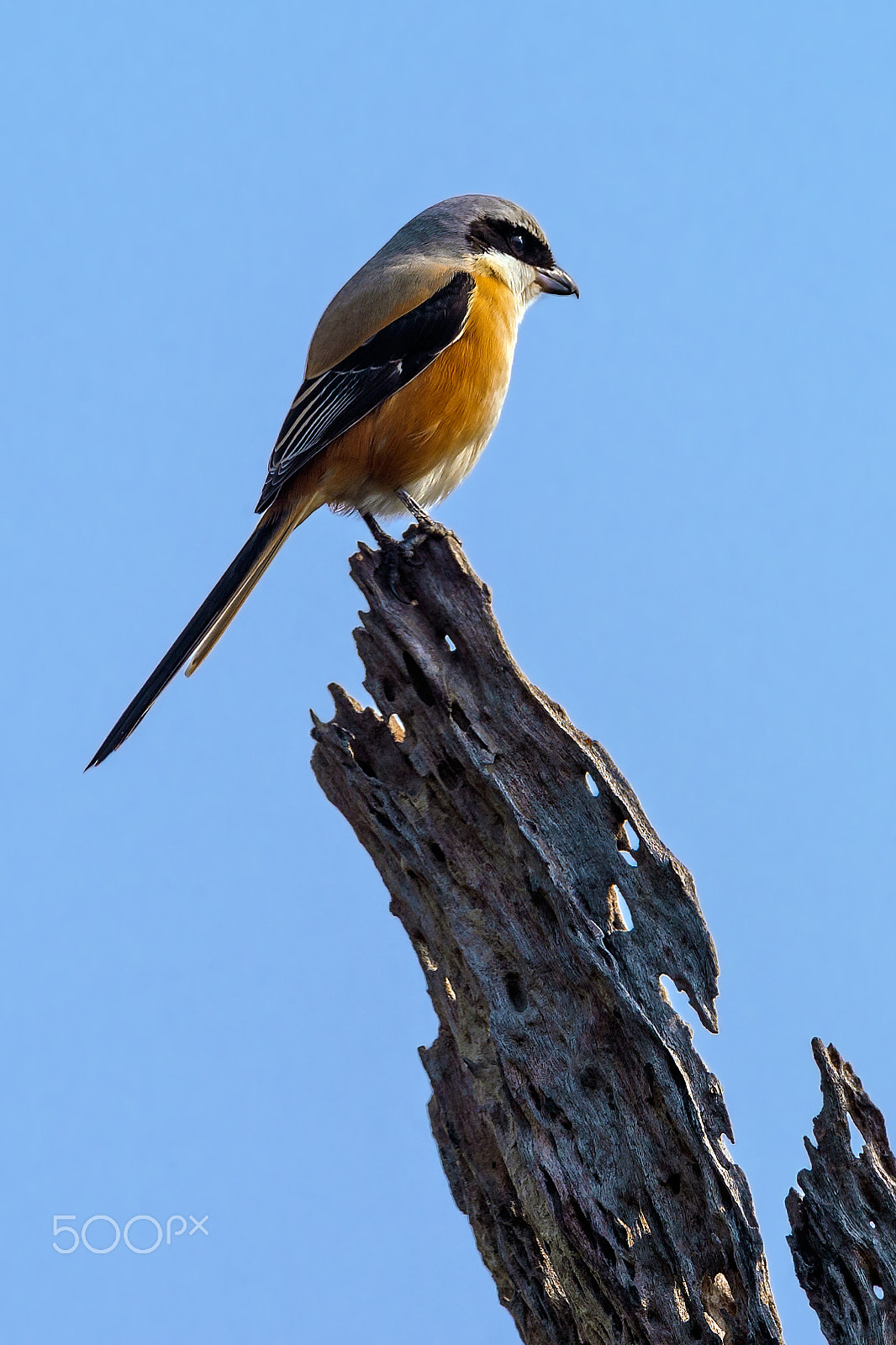 Nikon D4 + Sigma 24-60mm F2.8 EX DG sample photo. Grey-backed shrike photography