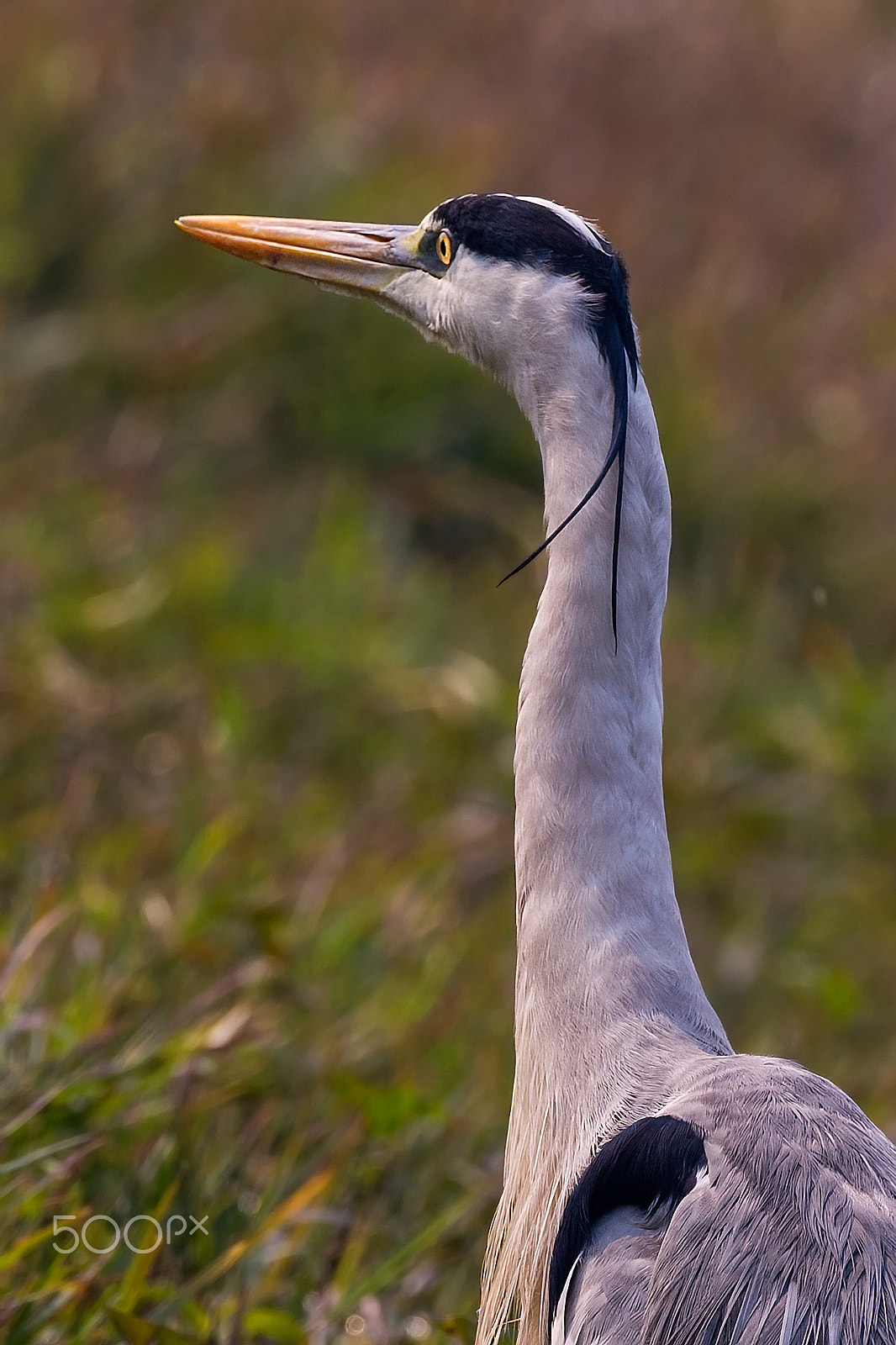 Nikon D4 + Sigma 24-60mm F2.8 EX DG sample photo. Grey heron photography