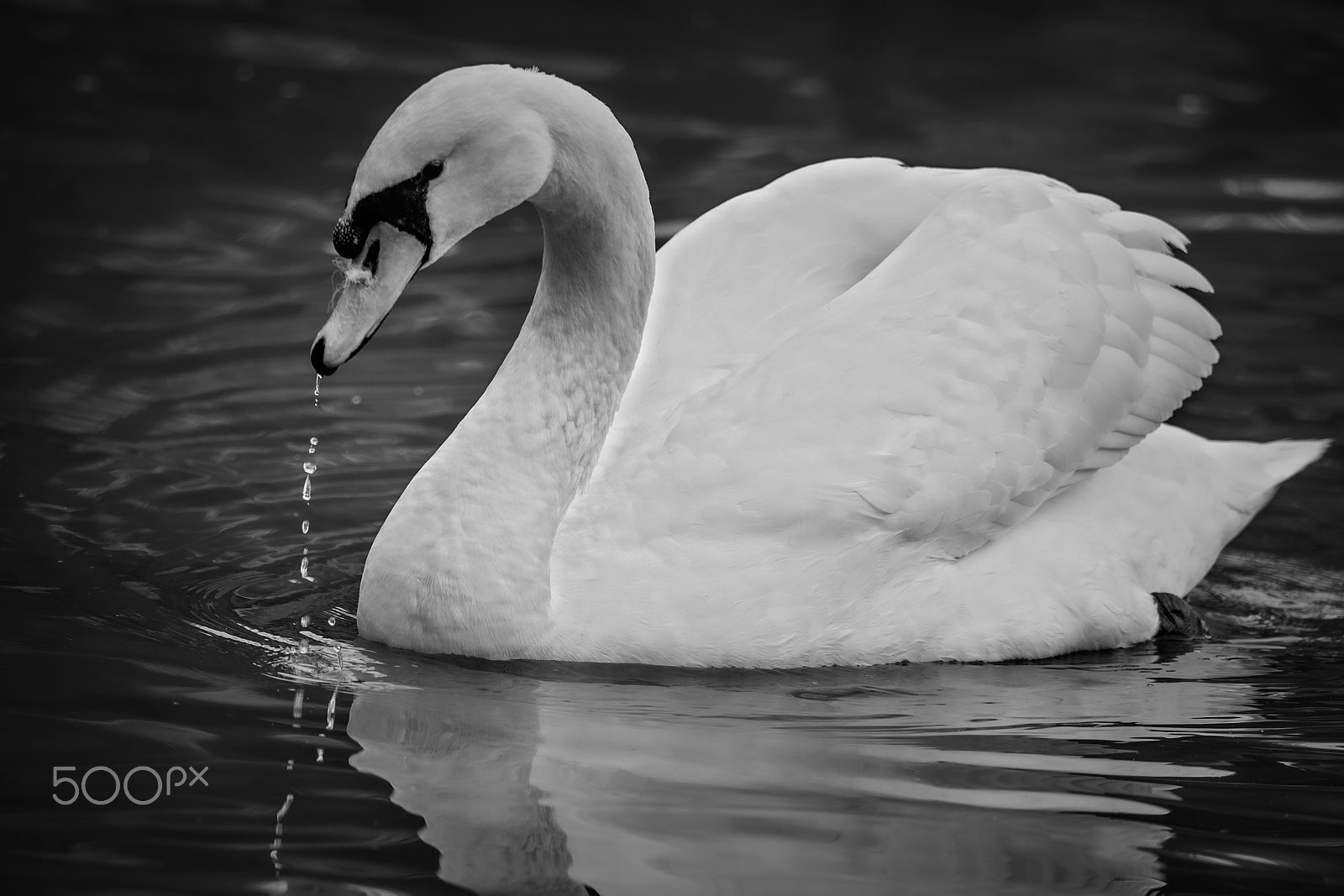 Nikon D4 + Sigma 24-60mm F2.8 EX DG sample photo. Mute swan photography