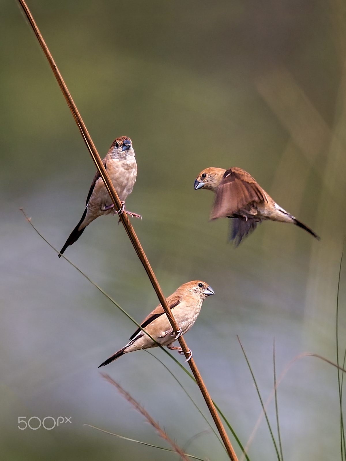 Nikon D4 + Sigma 24-60mm F2.8 EX DG sample photo. Indian silverbill photography