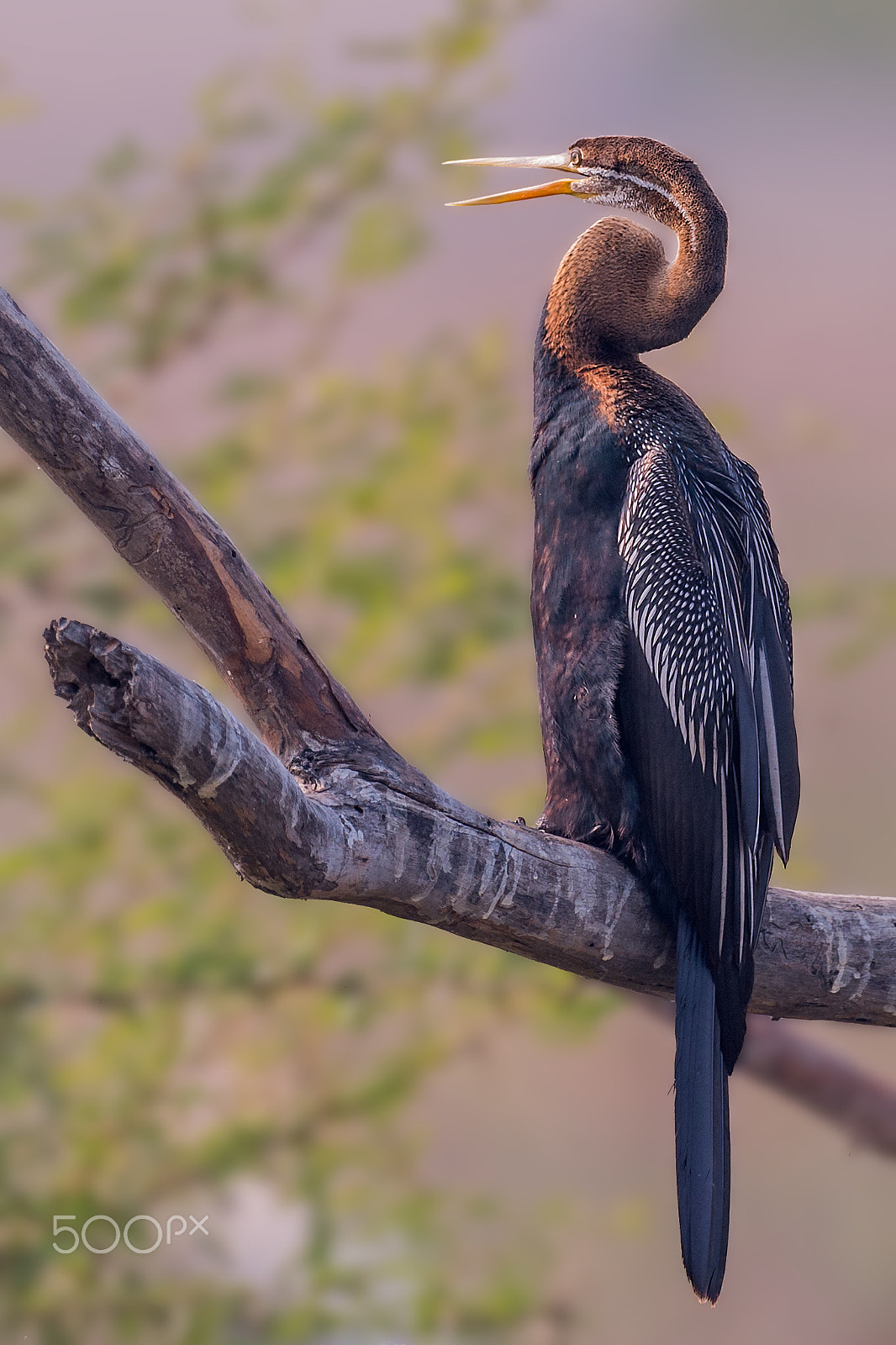 Nikon D4 + Sigma 24-60mm F2.8 EX DG sample photo. Oriental darter photography