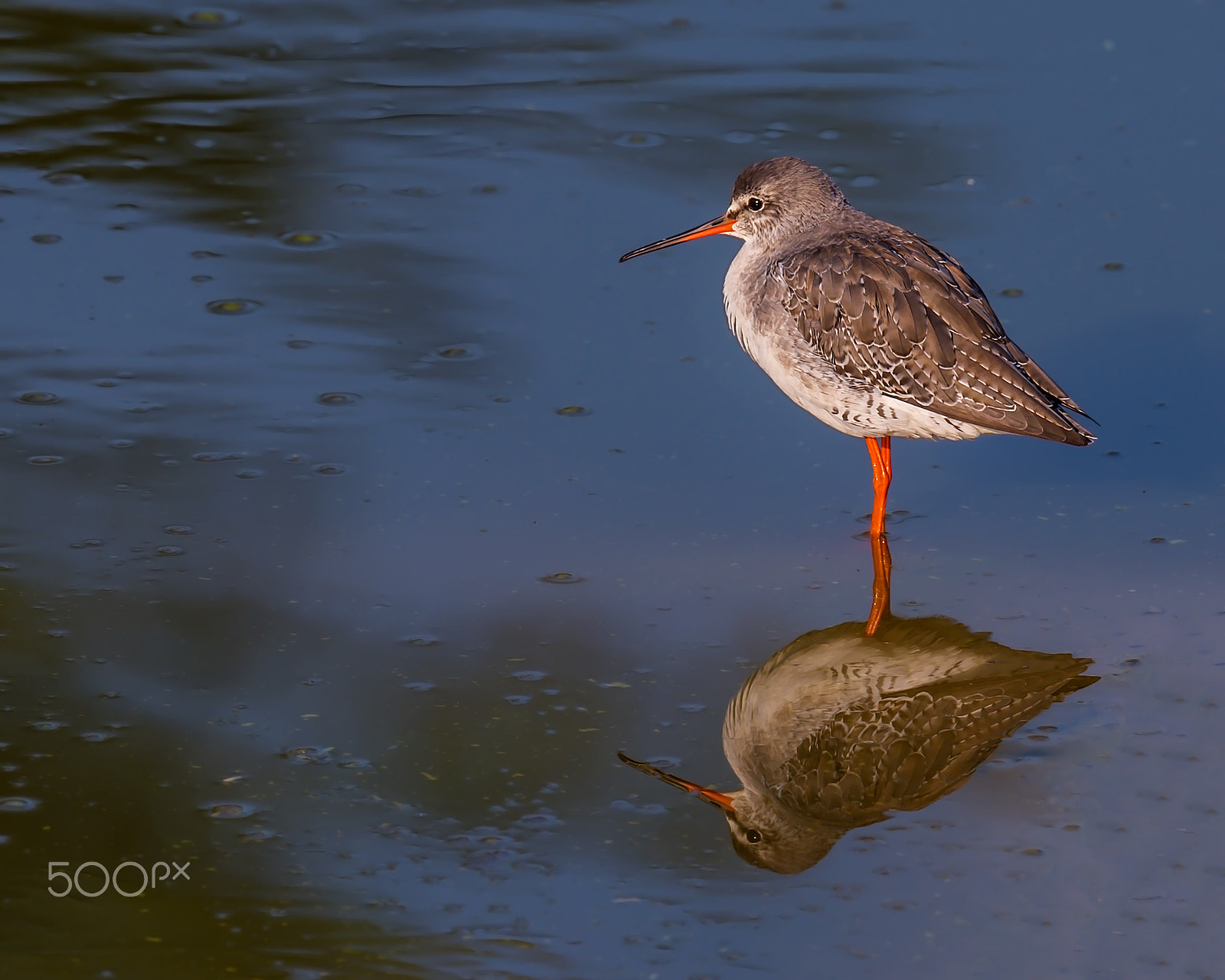 Nikon D4 + Sigma 24-60mm F2.8 EX DG sample photo. Common redshank photography