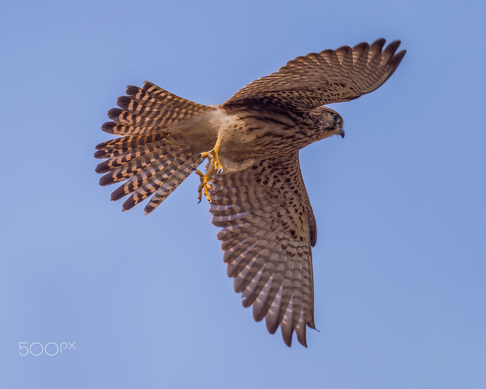 Nikon D4 + Sigma 24-60mm F2.8 EX DG sample photo. Common kestrel photography