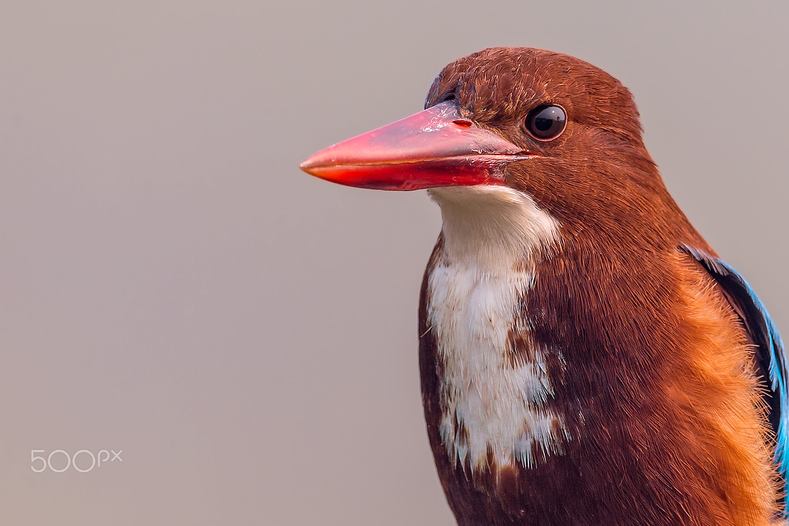 Nikon D4 + Sigma 24-60mm F2.8 EX DG sample photo. White-throated kingfisher photography