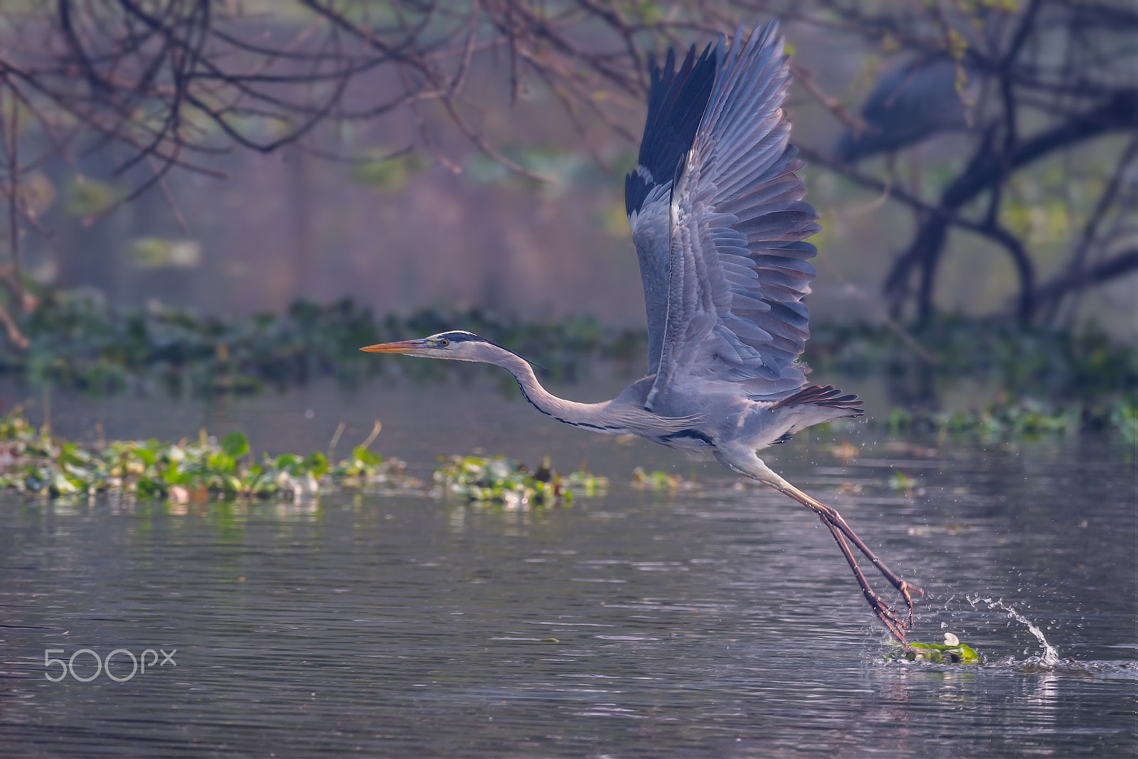 Nikon D4 + Sigma 24-60mm F2.8 EX DG sample photo. Grey heron photography