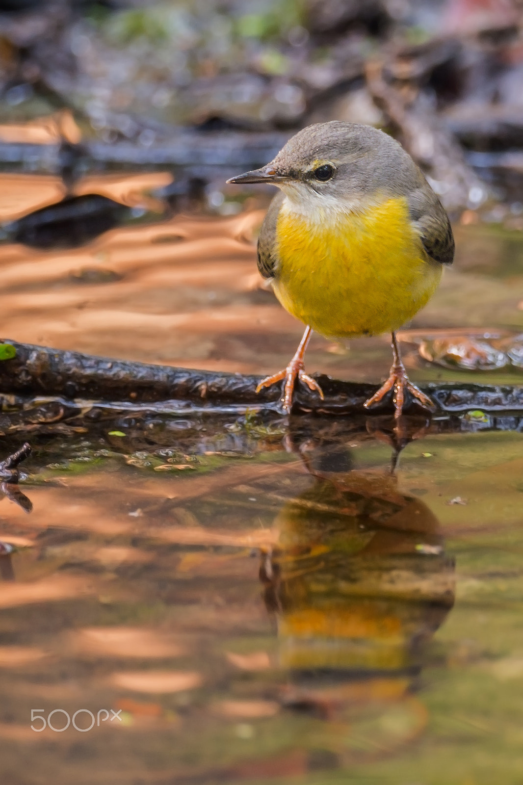 Sigma 24-60mm F2.8 EX DG sample photo. Grey wagtail photography