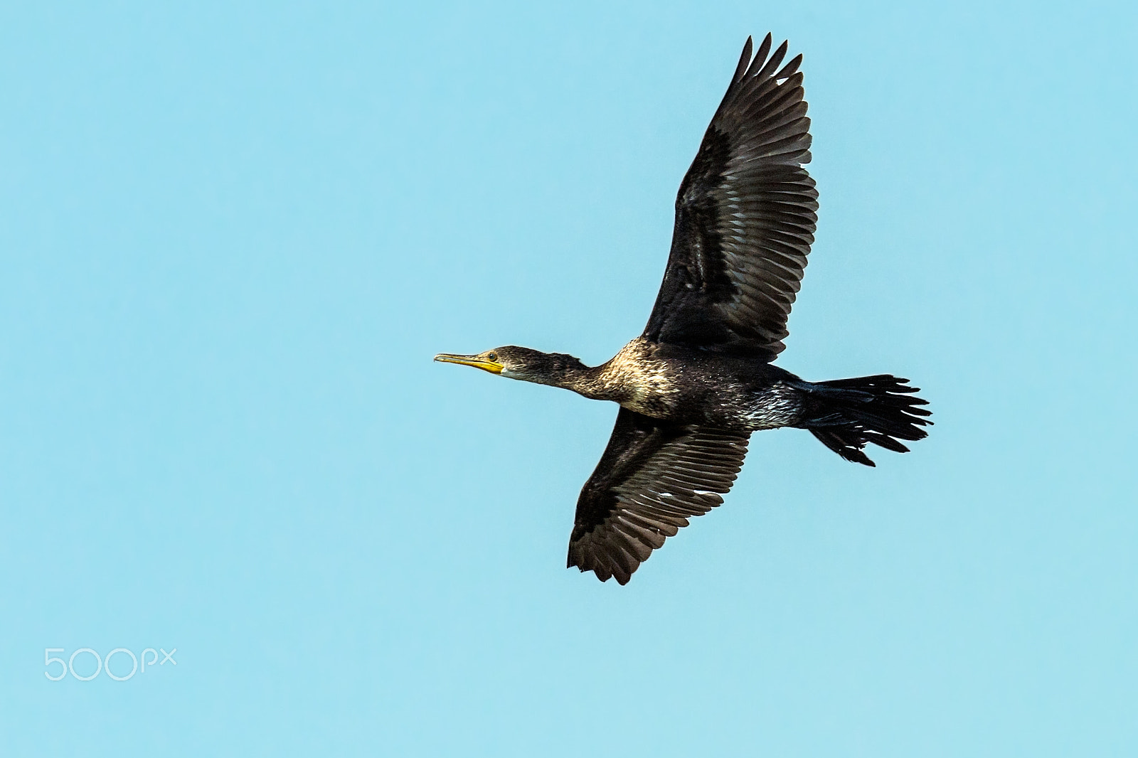 Nikon D4 + Sigma 24-60mm F2.8 EX DG sample photo. Great cormorant photography