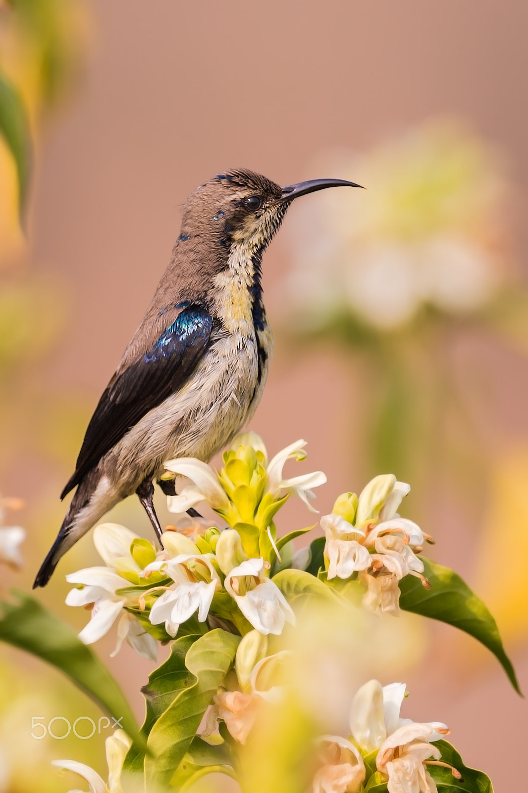 Nikon D4 + Sigma 24-60mm F2.8 EX DG sample photo. Purple sunbird photography