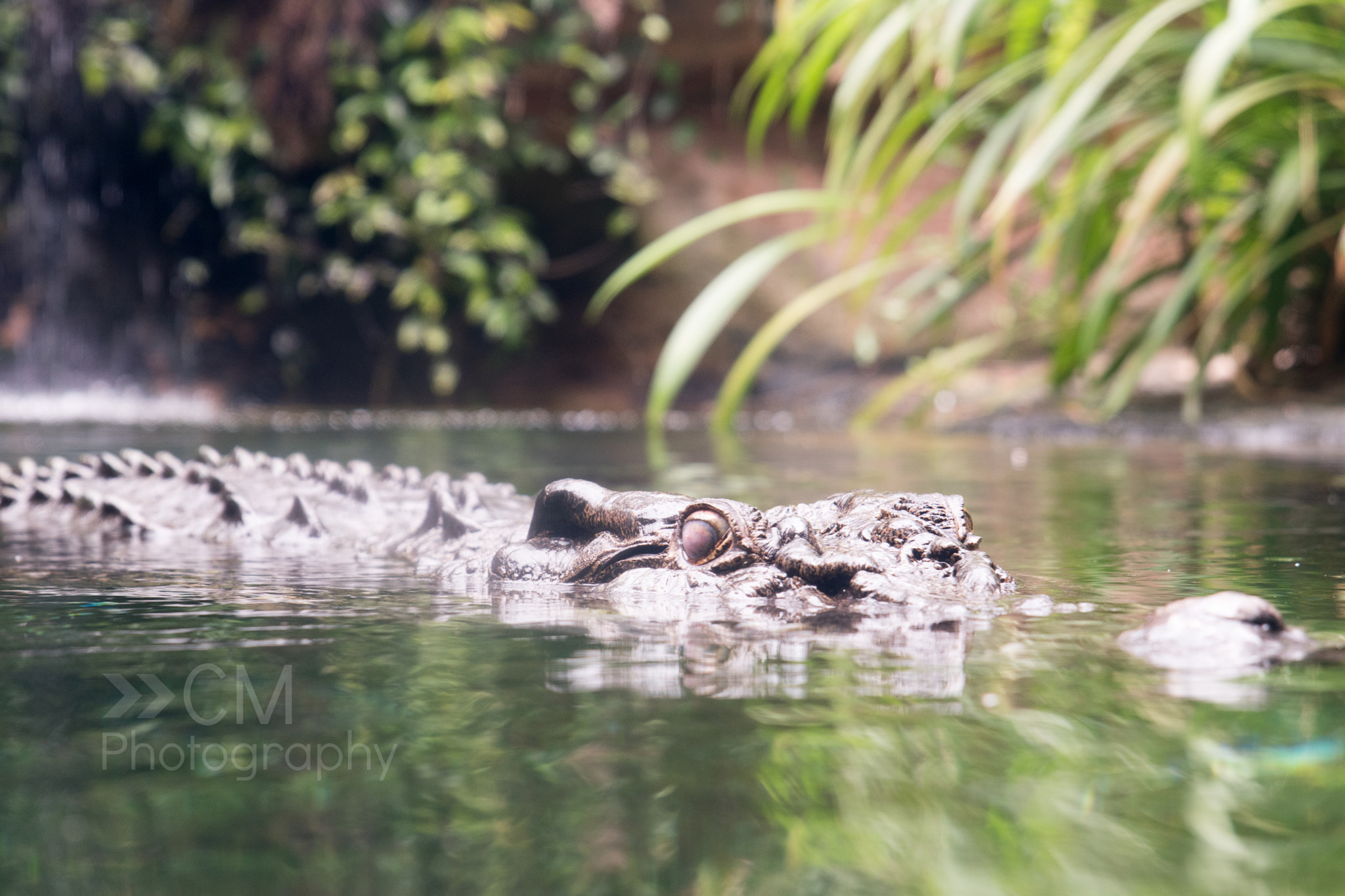 Nikon D5500 + Tamron SP 24-70mm F2.8 Di VC USD sample photo. Rex - the 5m croc at sydney's wild life photography