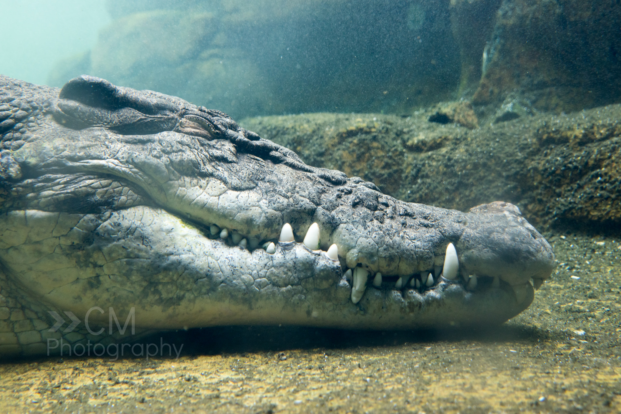 Tamron SP 24-70mm F2.8 Di VC USD sample photo. Rex - the 5m croc at sydney's wild life raw images photography