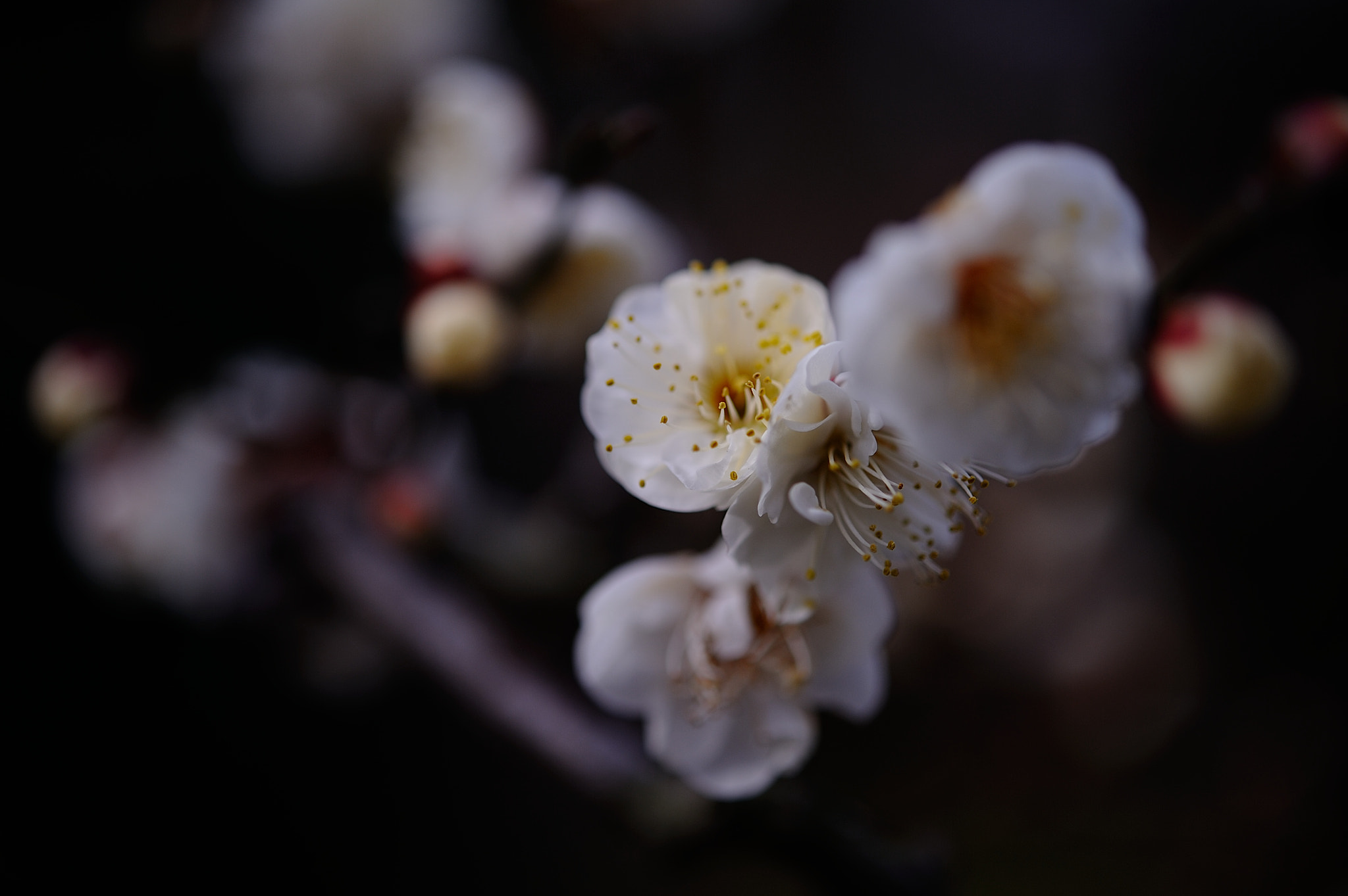 Nikon AF-S Micro-Nikkor 60mm F2.8G ED sample photo. D3s_8202.jpg photography