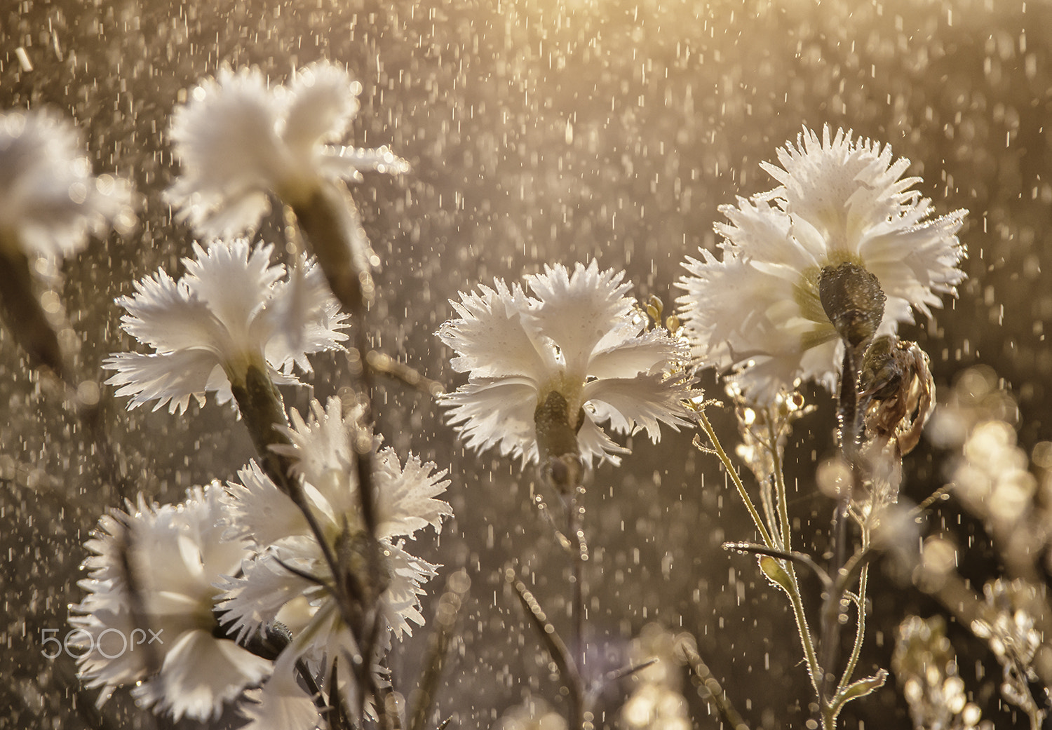 Sony Alpha DSLR-A900 + Tamron SP AF 70-200mm F2.8 Di LD (IF) MACRO sample photo. May rain photography