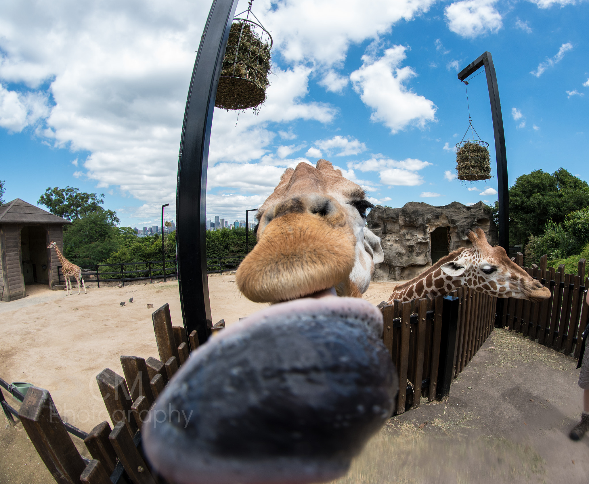 Samyang 8mm F3.5 Aspherical IF MC Fisheye sample photo. A girrafe making my lens nice and sticky photography