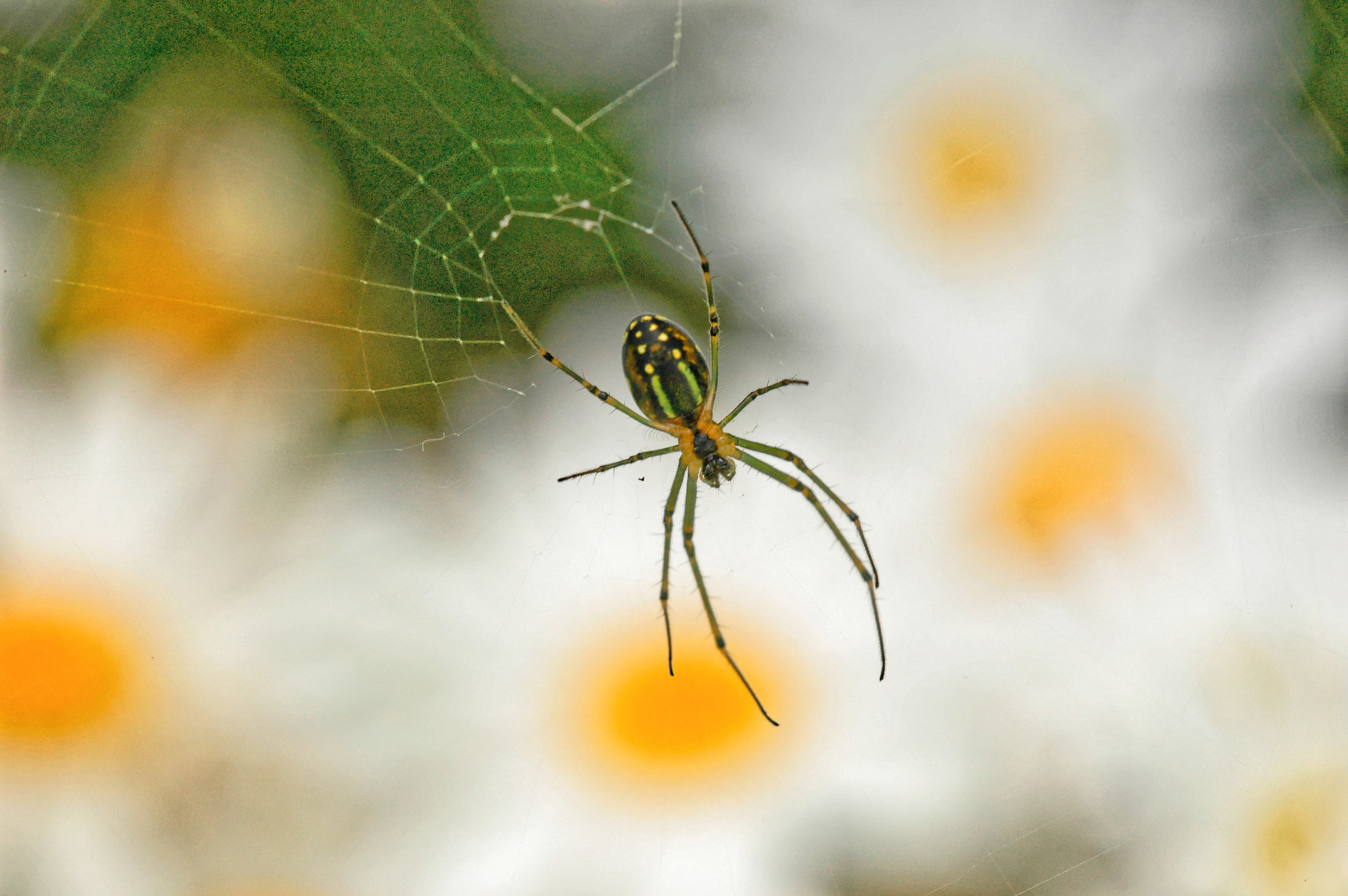 Sigma 150mm F2.8 EX DG Macro HSM sample photo. A spider and sunny side up daisies photography