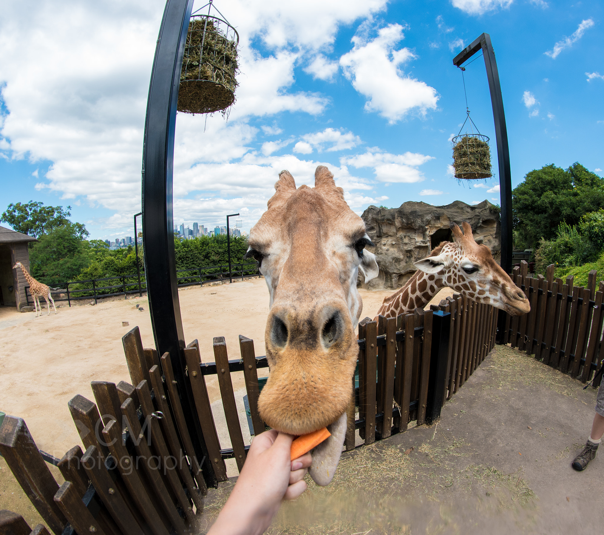 Nikon D5500 + Samyang 8mm F3.5 Aspherical IF MC Fisheye sample photo. One of the girrafes at taronga zoo photography