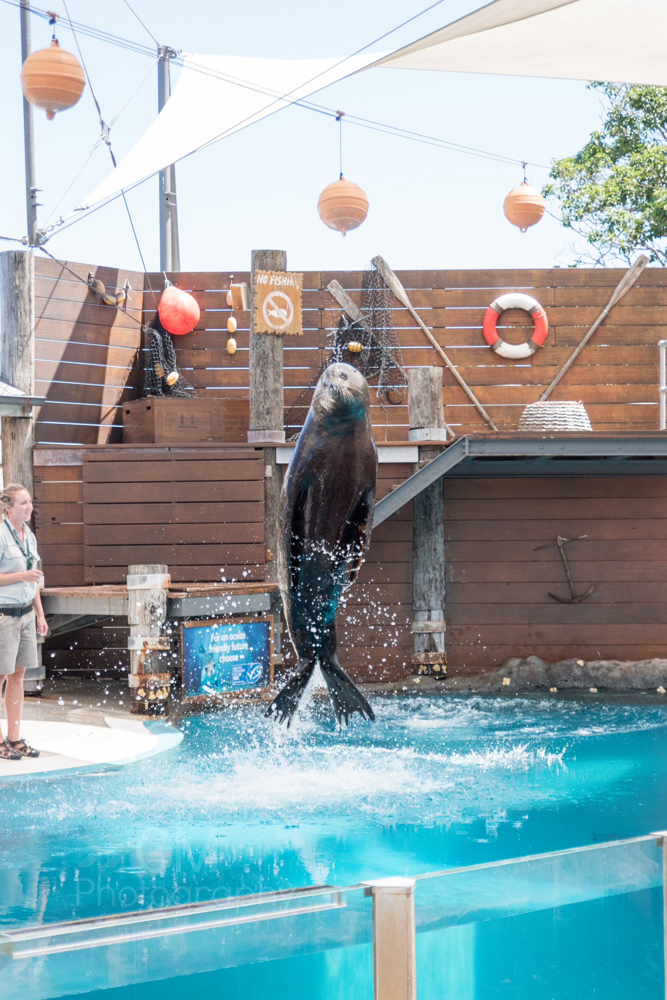 Tamron SP 24-70mm F2.8 Di VC USD sample photo. Seal show at taronga zoo photography