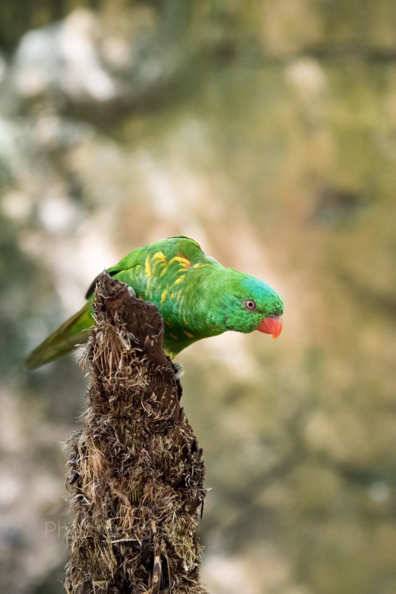 Tamron SP 24-70mm F2.8 Di VC USD sample photo. Ready for take off photography