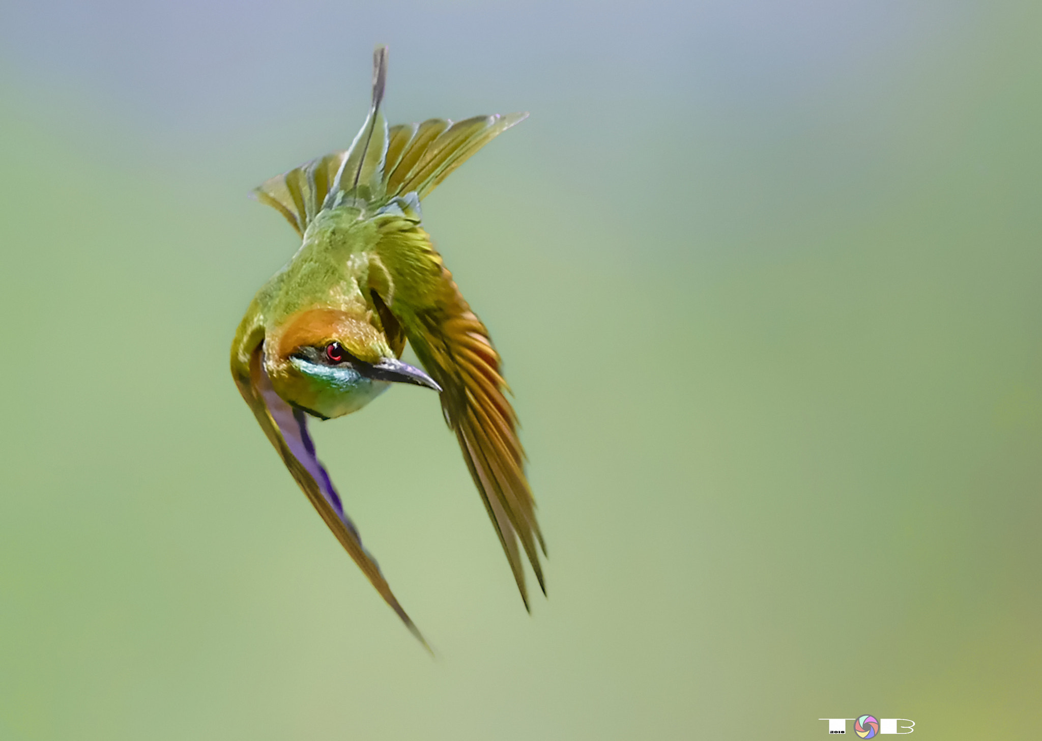 Nikon AF-S Nikkor 600mm F4D ED-IF II sample photo. Bee-eater photography