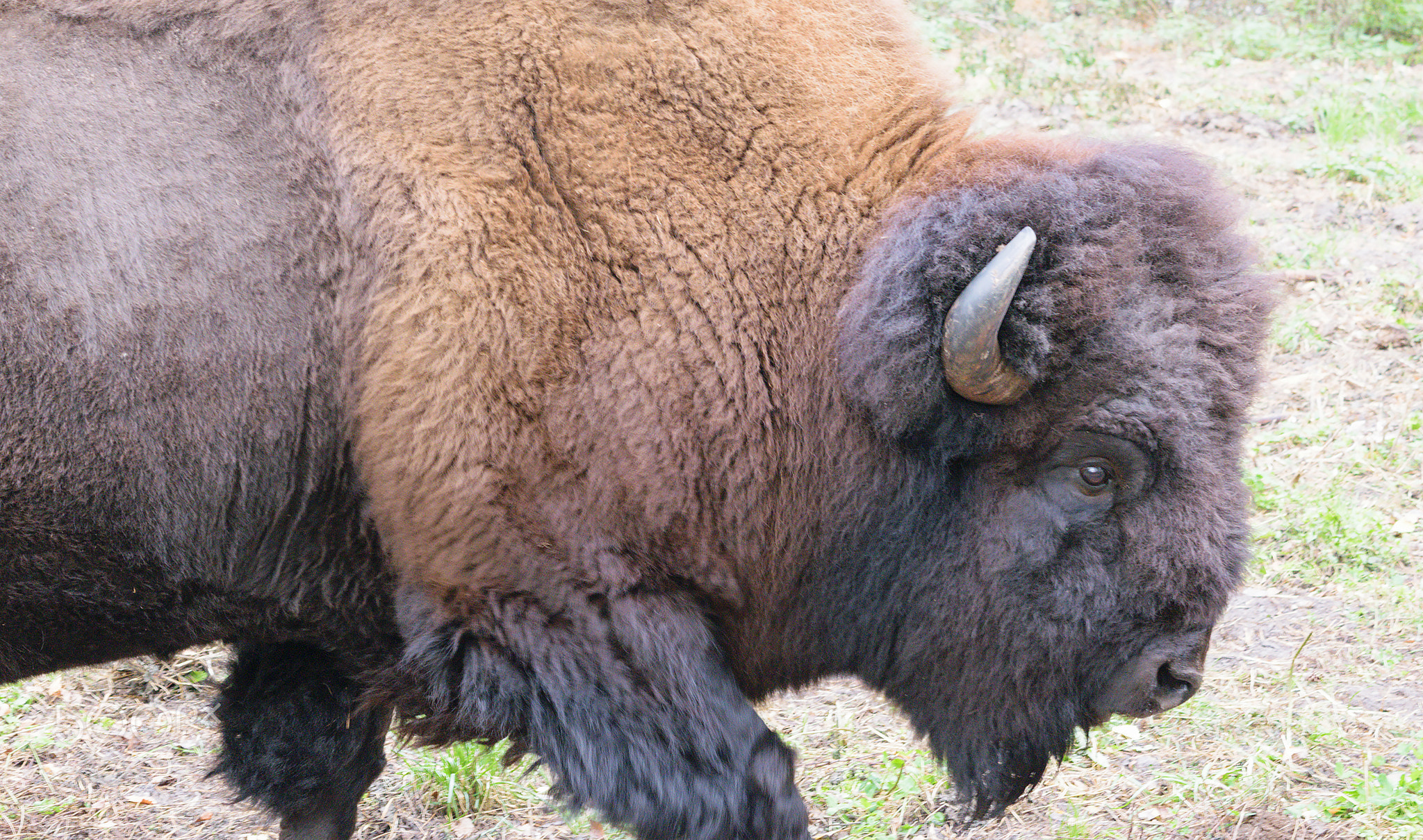 Bison