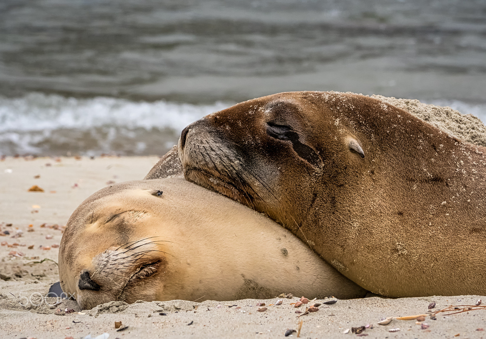 Panasonic Lumix DMC-GH4 sample photo. New zealand sea lion photography