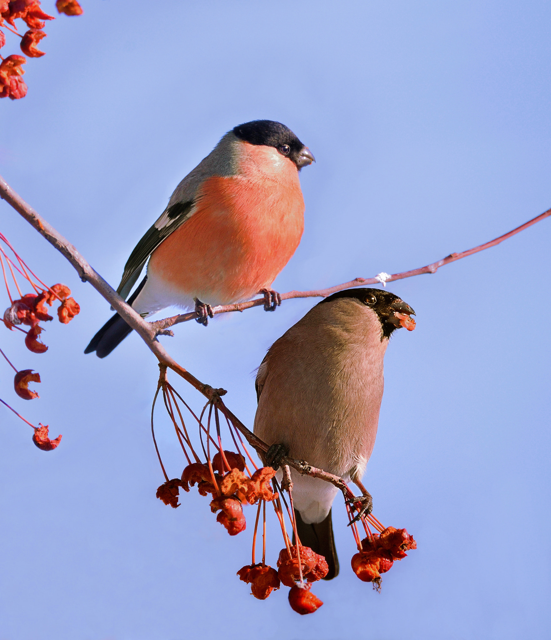Nikon D610 + Nikon AF Micro-Nikkor 200mm F4D ED-IF sample photo. Зимние красавицы photography
