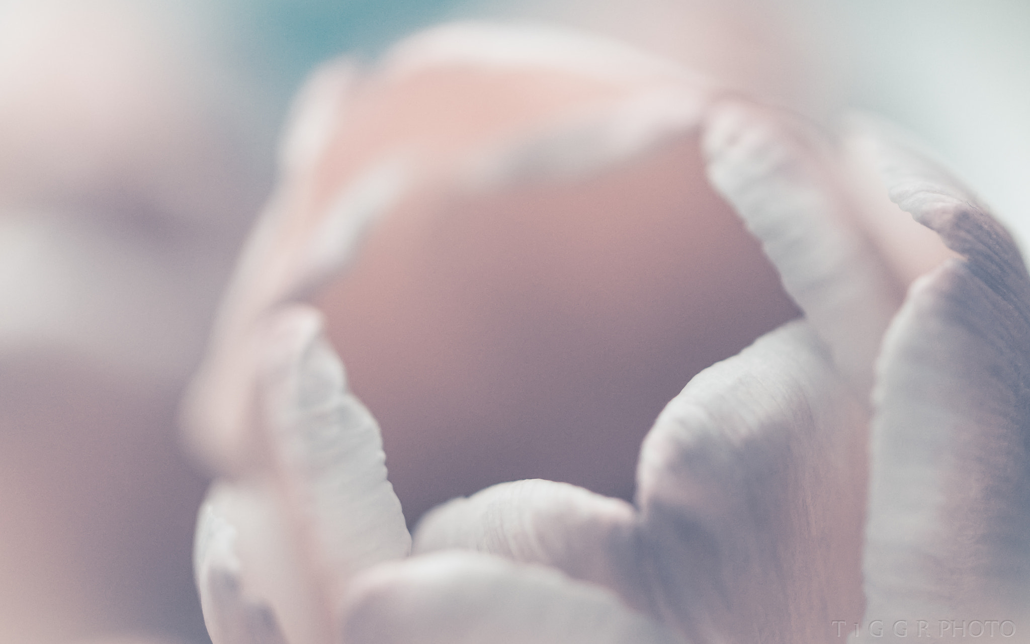 Samsung NX 60mm F2.8 Macro ED OIS SSA sample photo. Venus photography