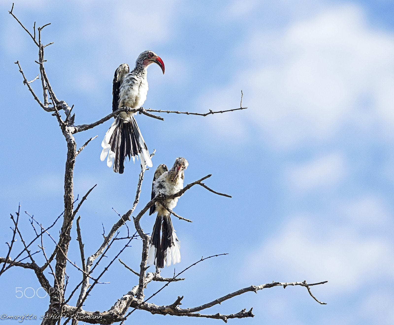 Tamron SP 150-600mm F5-6.3 Di VC USD sample photo. Red billed hornbill .. photography