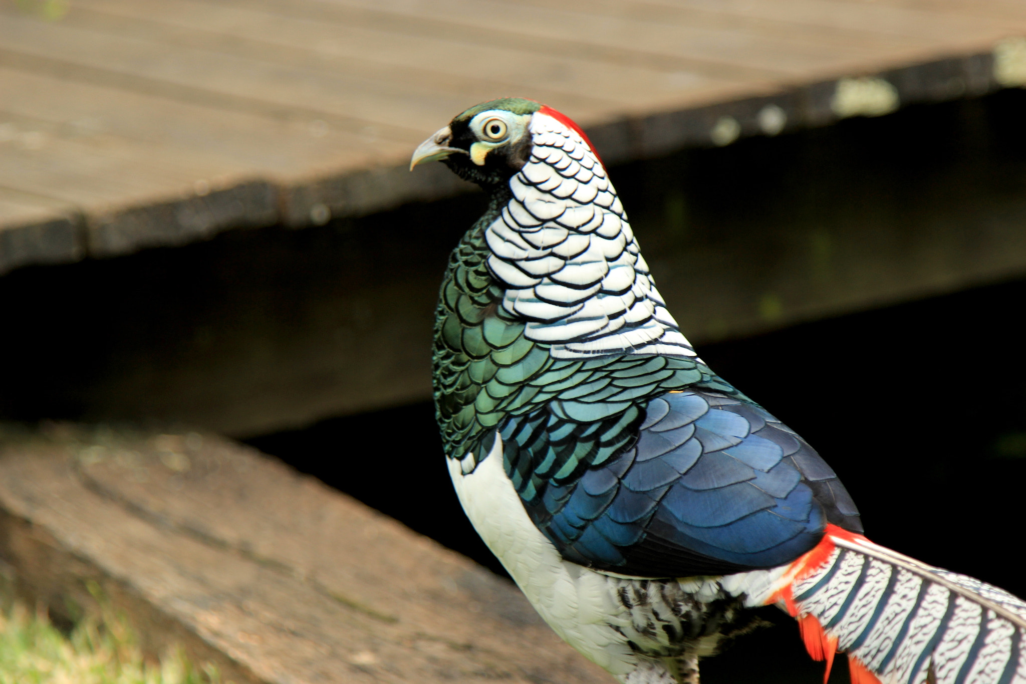 Canon EOS 600D (Rebel EOS T3i / EOS Kiss X5) sample photo. Lady amherst pheasant by cory forrest photography