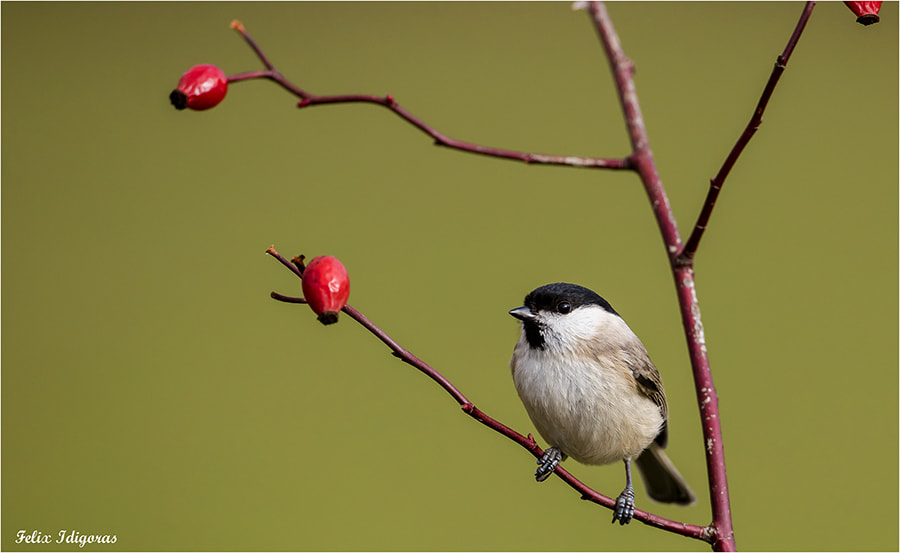 Canon EOS 5DS R + Canon EF 500mm F4L IS USM sample photo. Atento photography