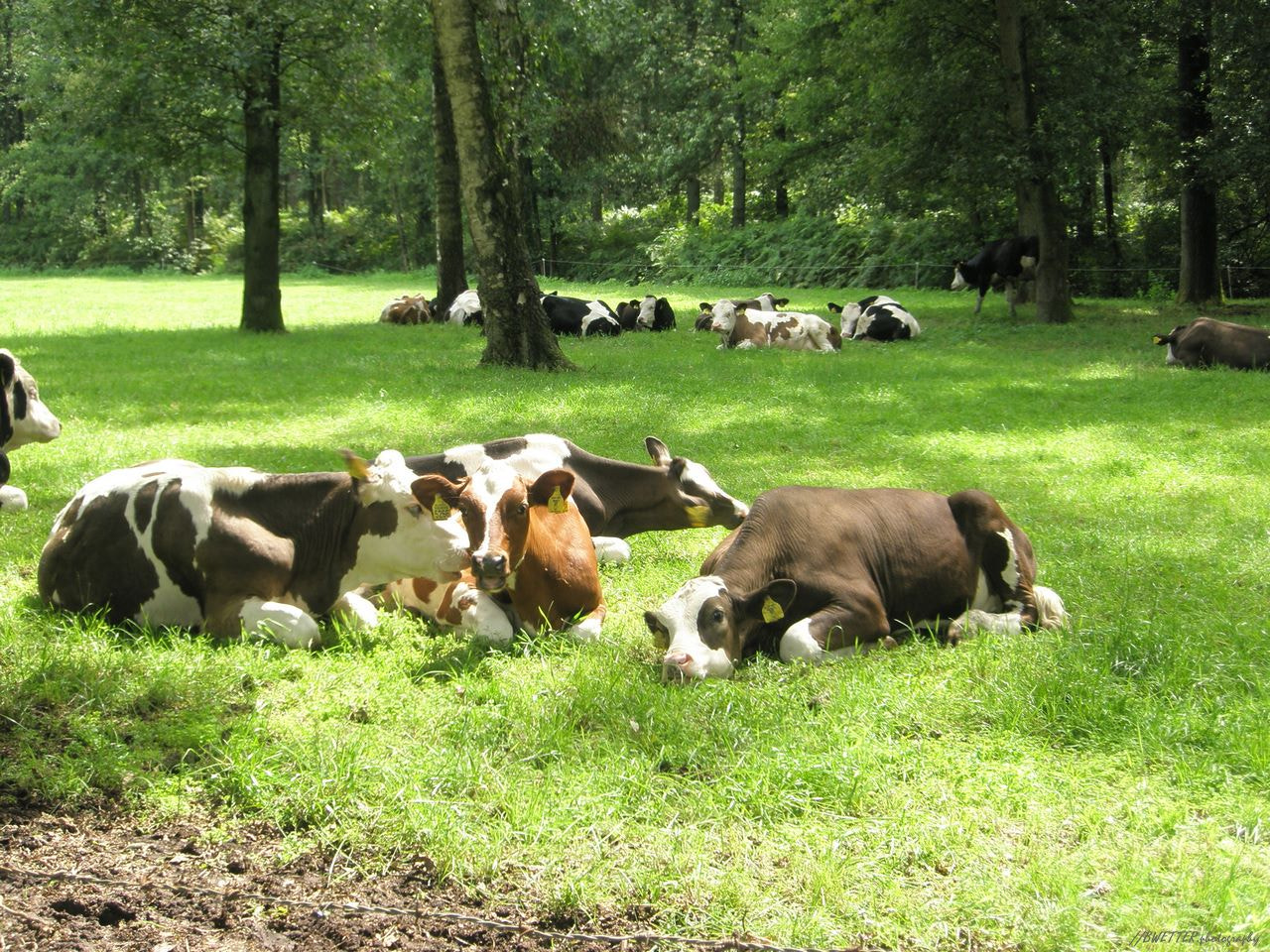 Olympus u820,S820 sample photo. Cows photography
