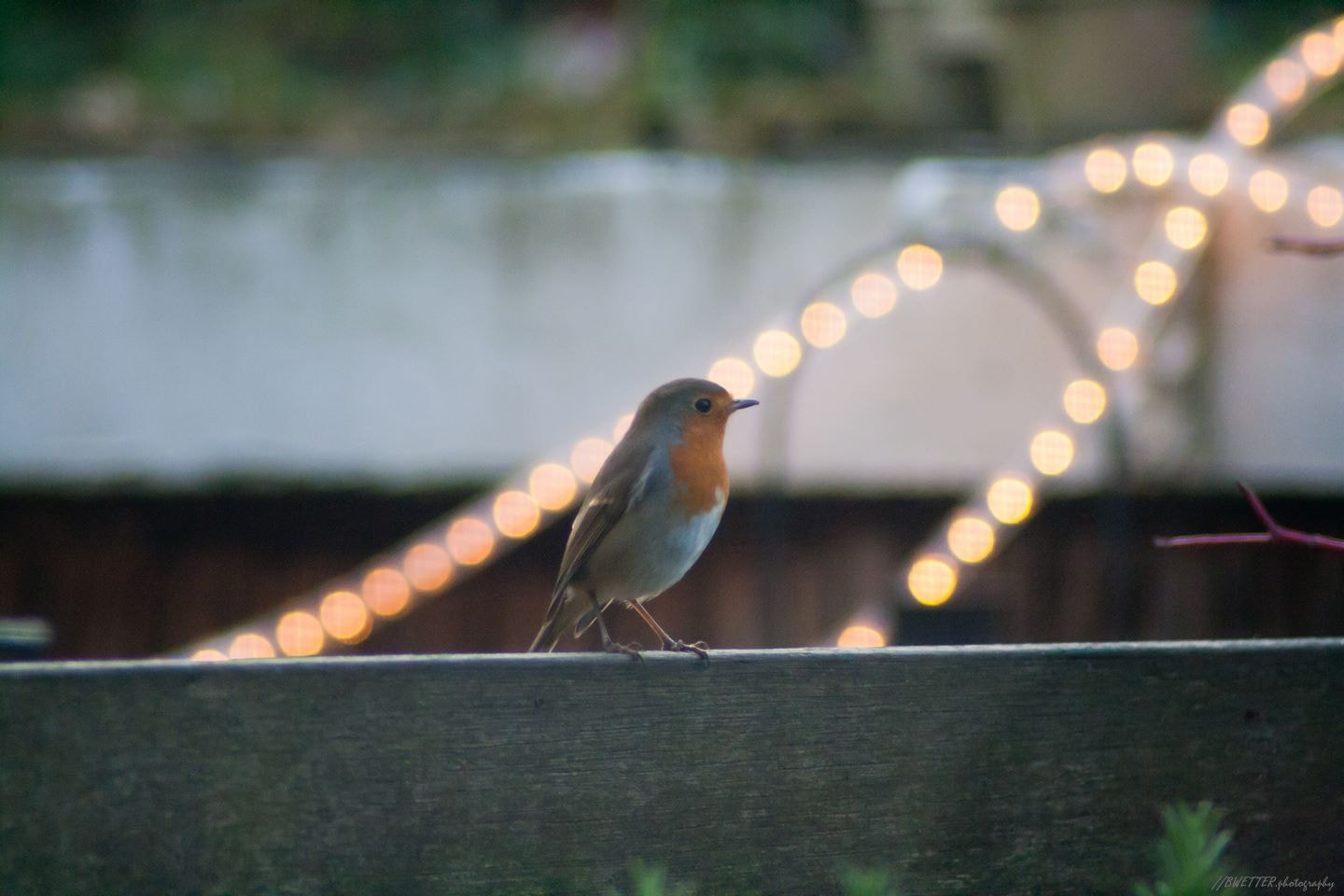 Canon EOS 400D (EOS Digital Rebel XTi / EOS Kiss Digital X) sample photo. Red robin with christmas lights photography
