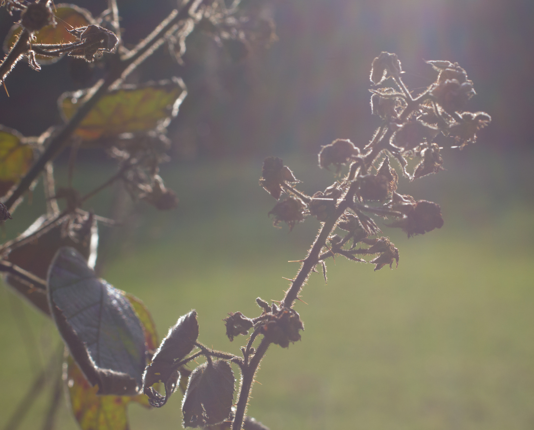 Canon EOS 550D (EOS Rebel T2i / EOS Kiss X4) + Sigma 50mm f/2.8 EX sample photo. Wintersun photography