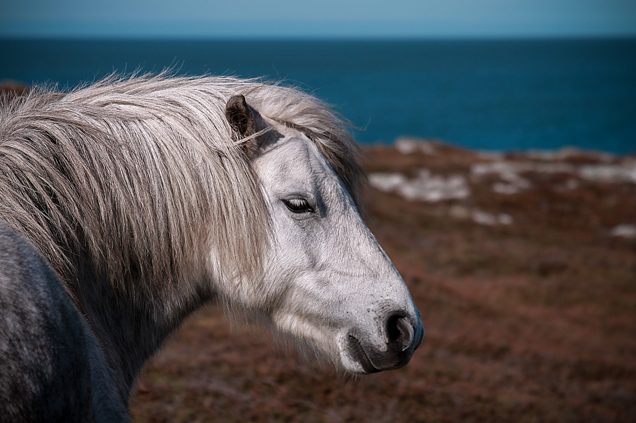 Canon EF 28-135mm F3.5-5.6 IS USM sample photo. Horse photography