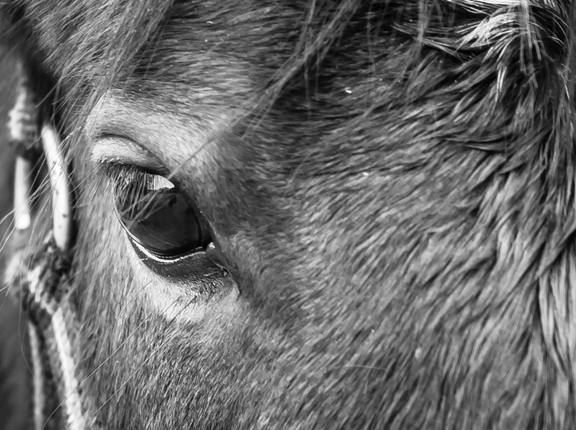 Nikon D610 + AF Nikkor 85mm f/1.8 sample photo. Eye spy... photography