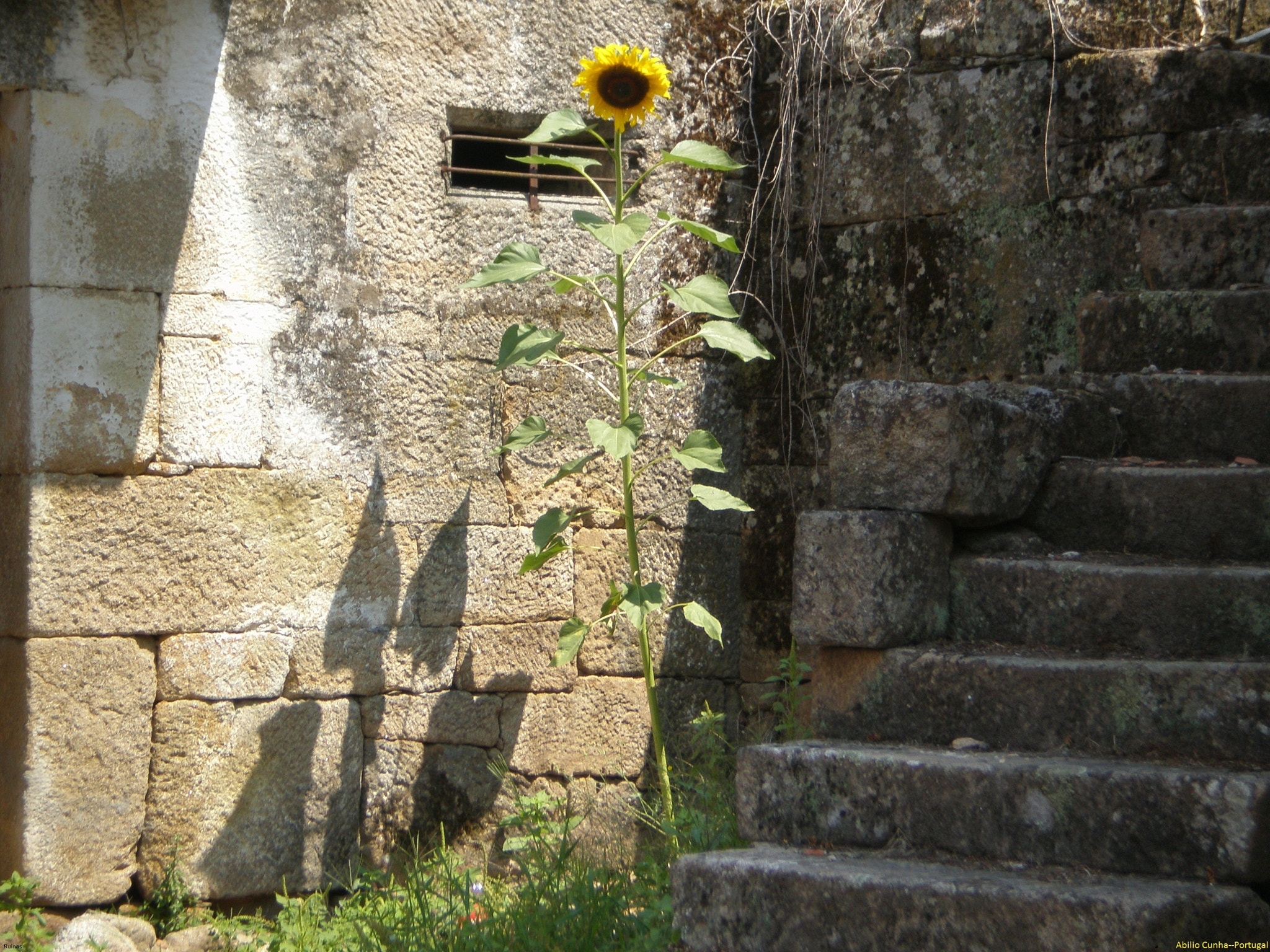 Olympus FE230/X790 sample photo. Ruinas photography