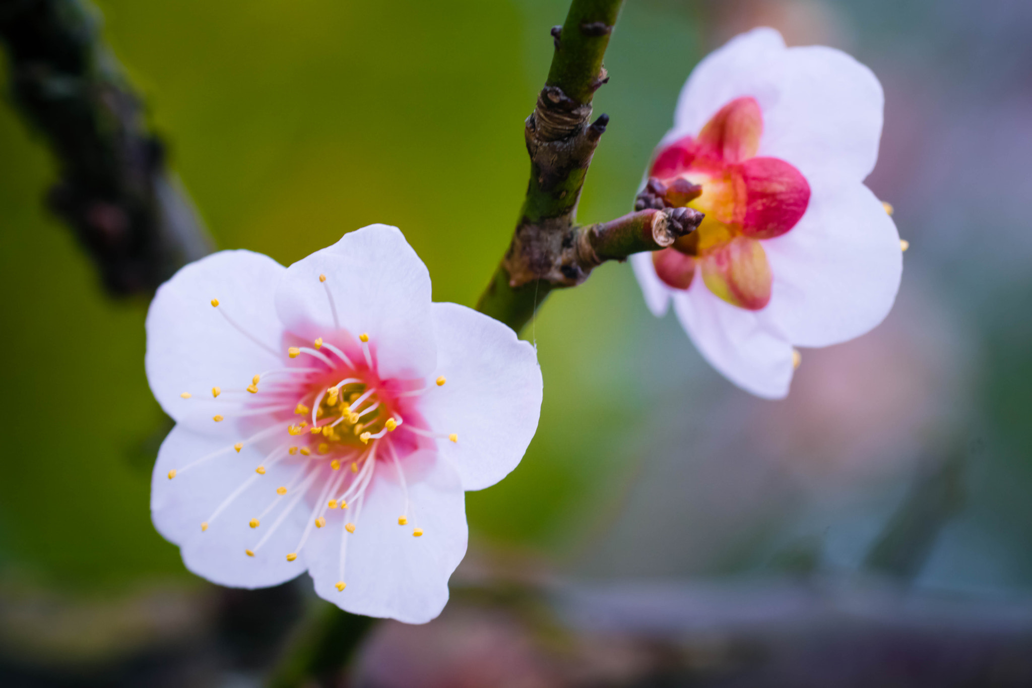 Sony ILCA-77M2 + Tamron SP AF 90mm F2.8 Di Macro sample photo. Plum blossom photography