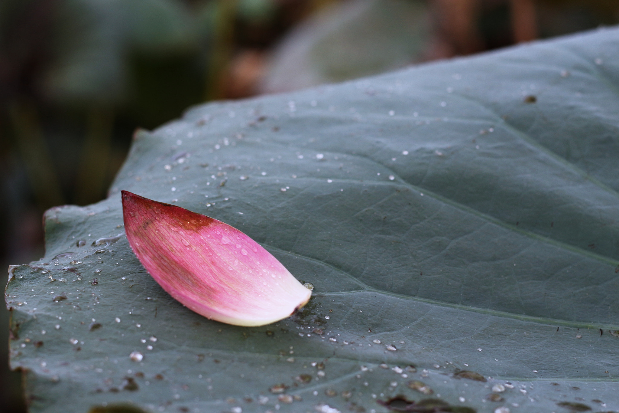 Canon EOS M2 + Canon EF 50mm F1.8 II sample photo. Lotus photography