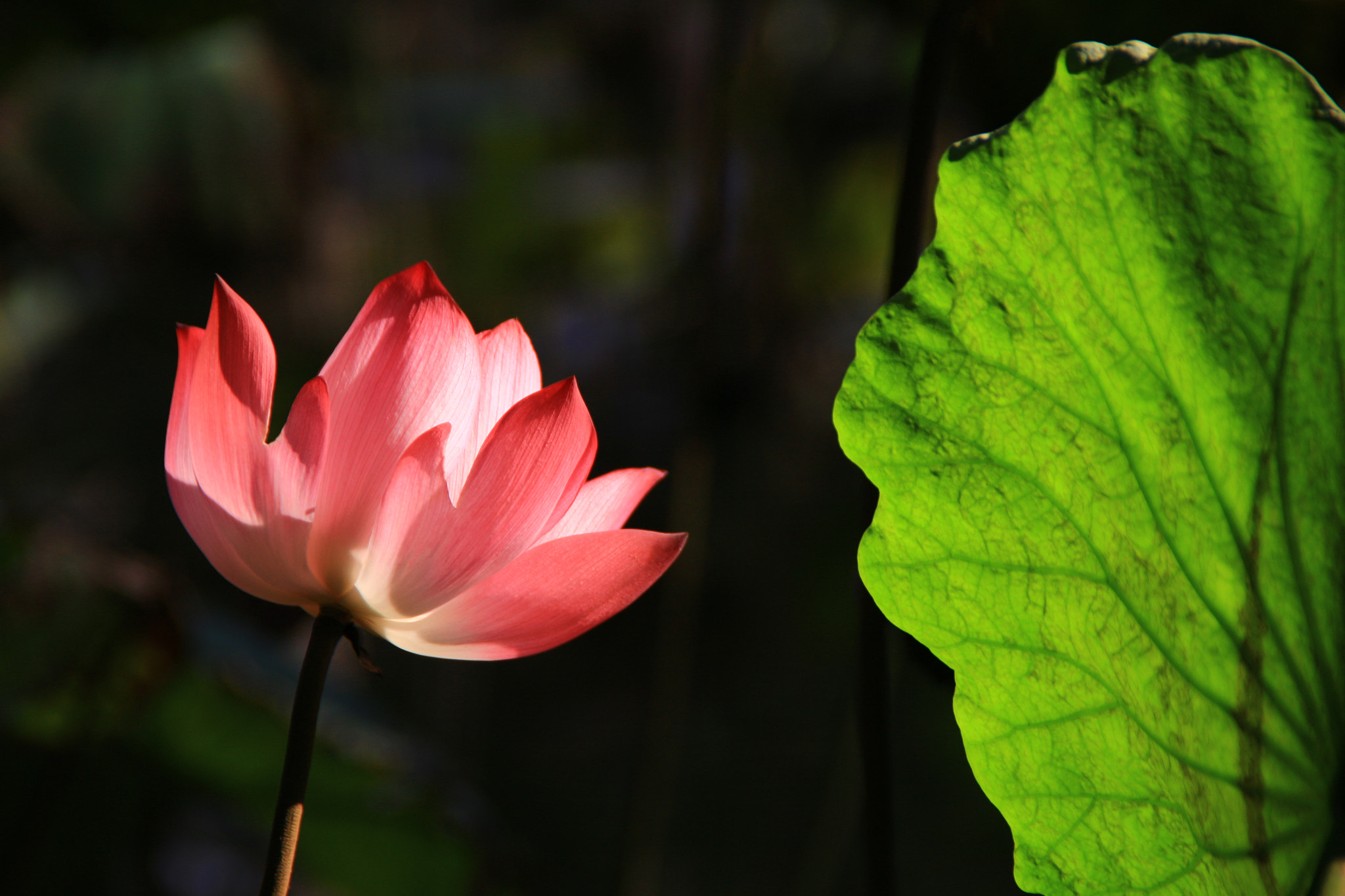 Canon EOS M2 + Tamron AF 18-200mm F3.5-6.3 XR Di II LD Aspherical (IF) Macro sample photo. Lotus photography
