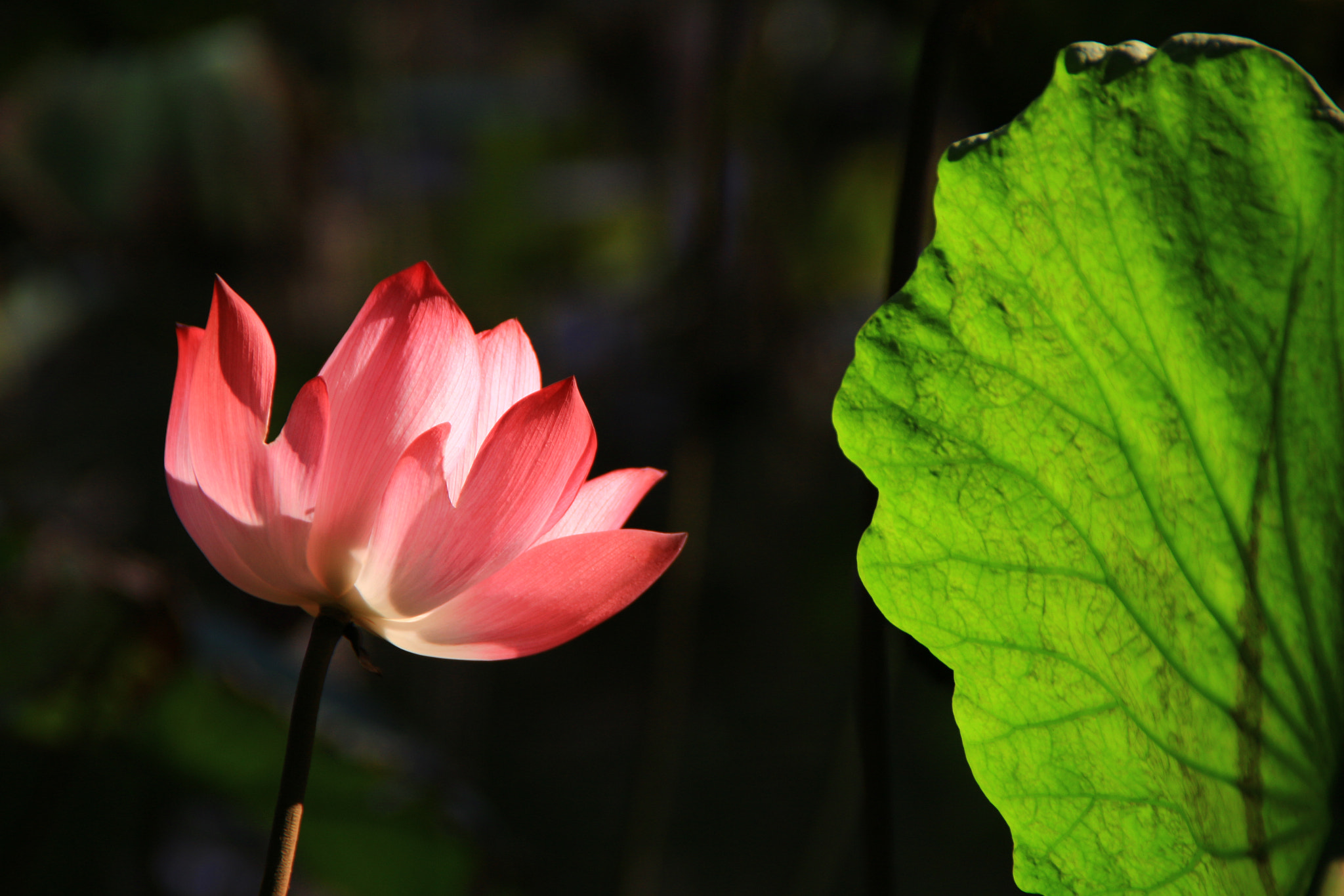 Canon EOS M2 sample photo. Lotus photography