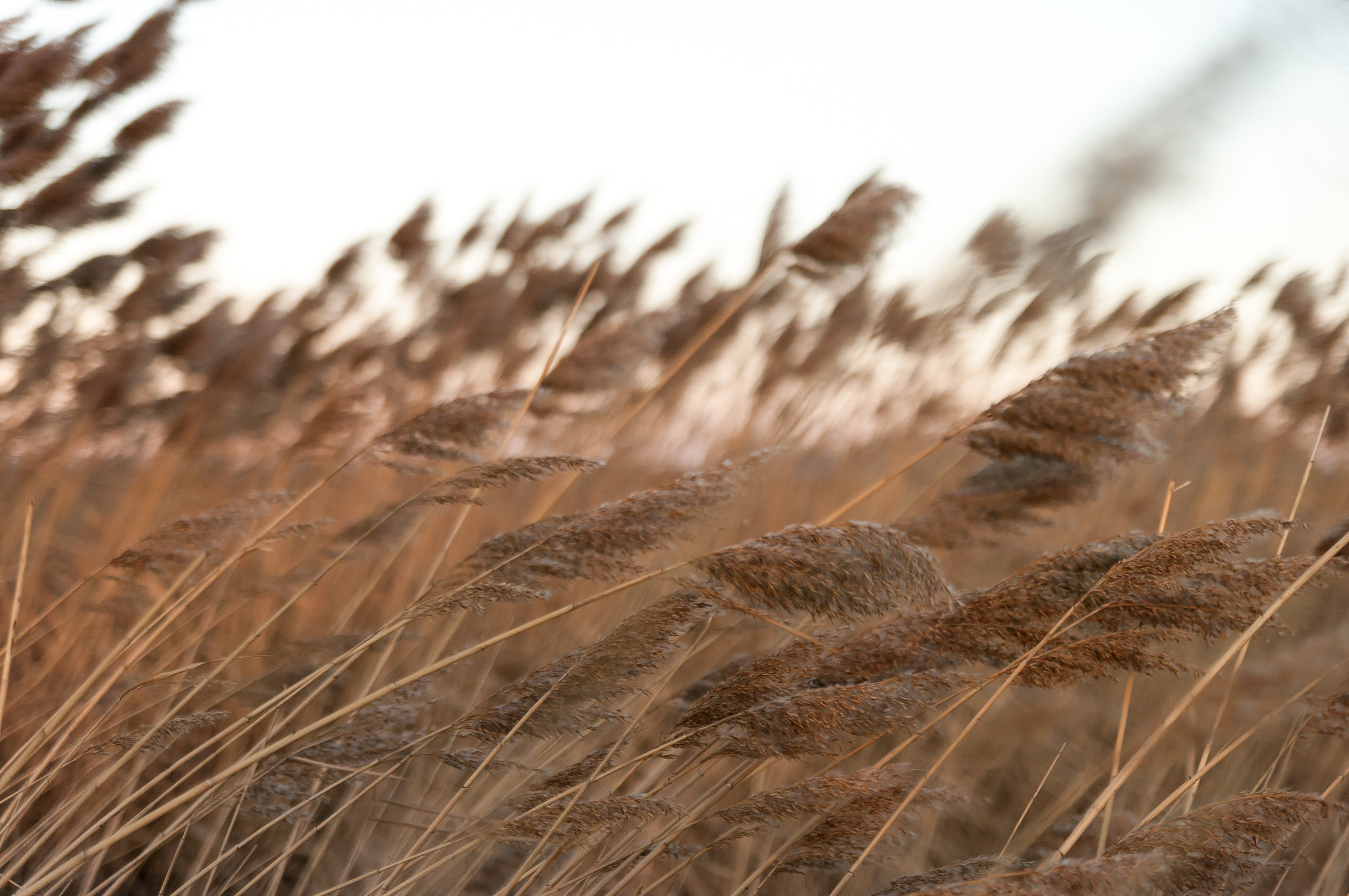 Pentax K20D sample photo. Morning light photography