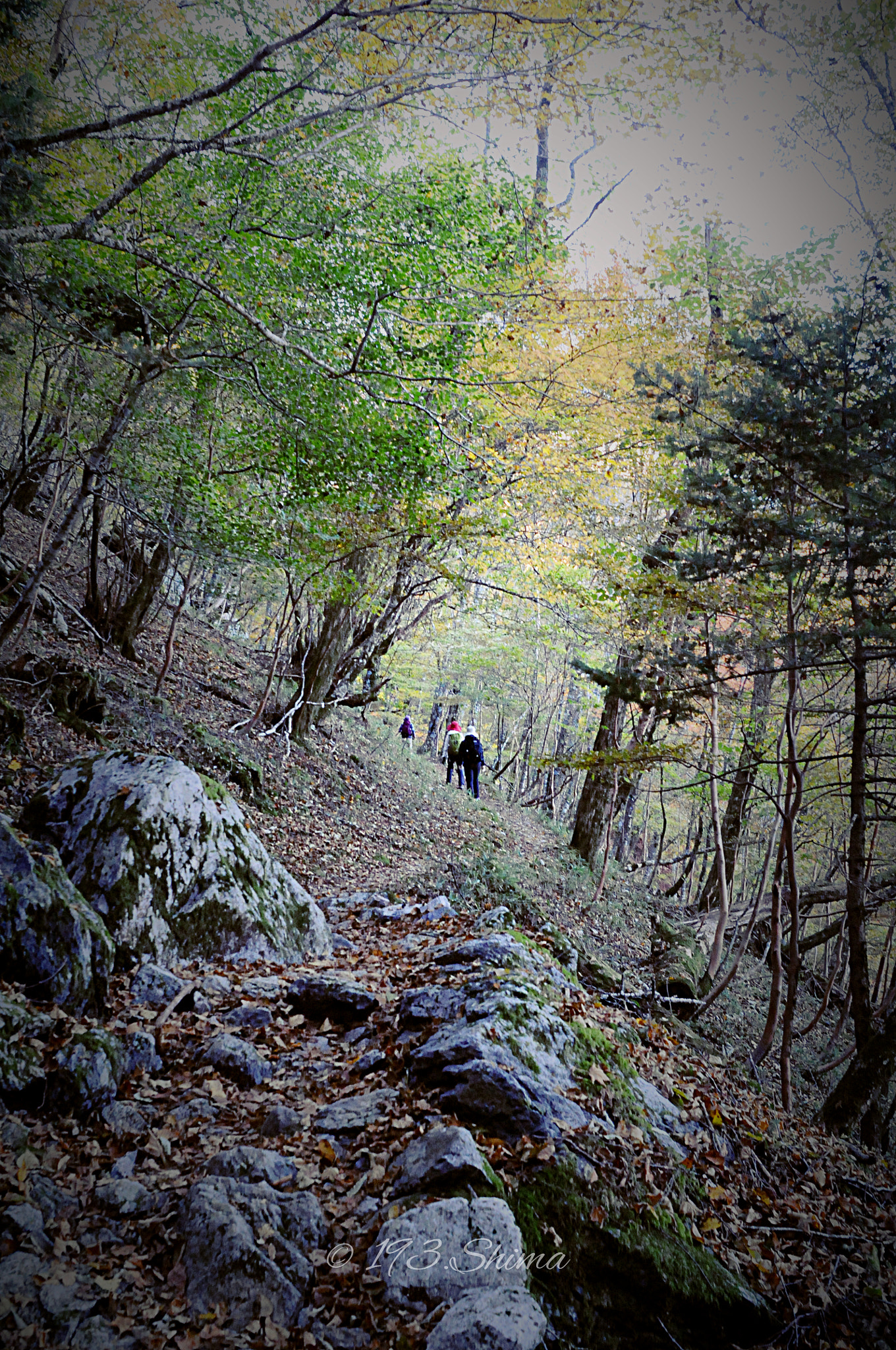 Nikon D300 + Nikon AF Nikkor 24mm F2.8D sample photo. Forest photography