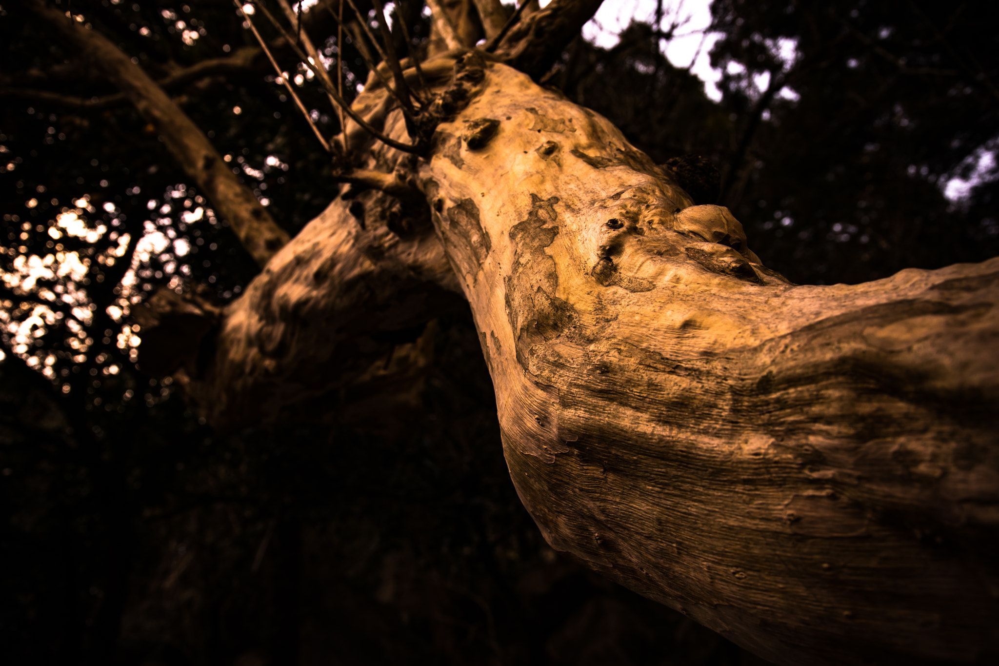 24-105mm F4 sample photo. A force photography